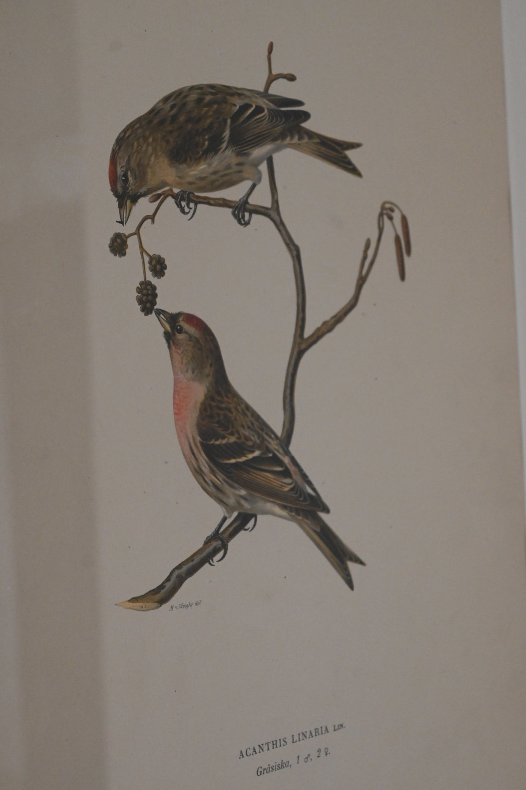 Litografi Svenska Fåglar