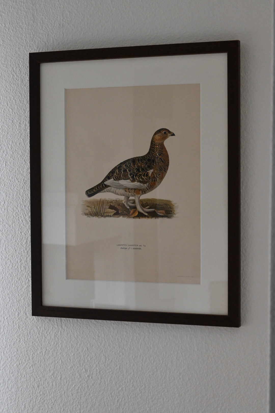 Litografi Svenska Fåglar