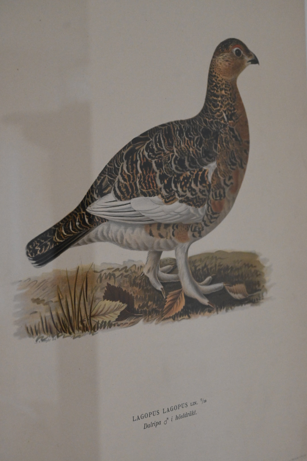 Litografi Svenska Fåglar