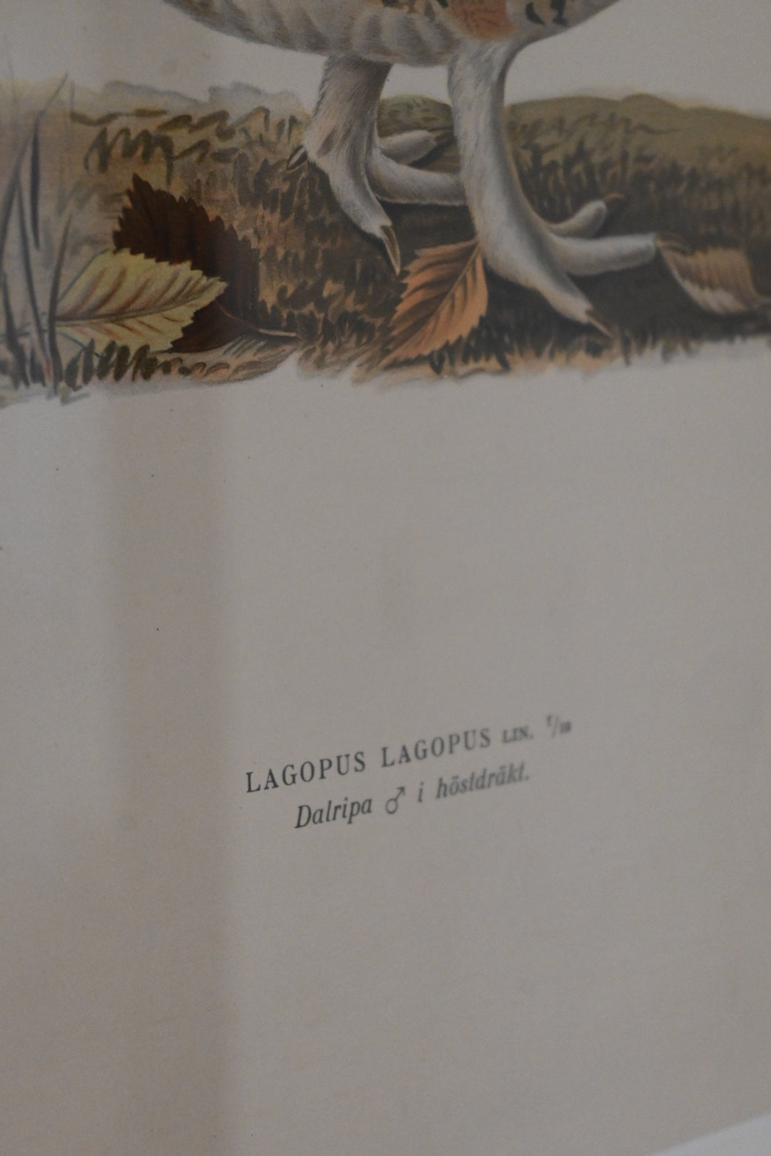 Litografi Svenska Fåglar