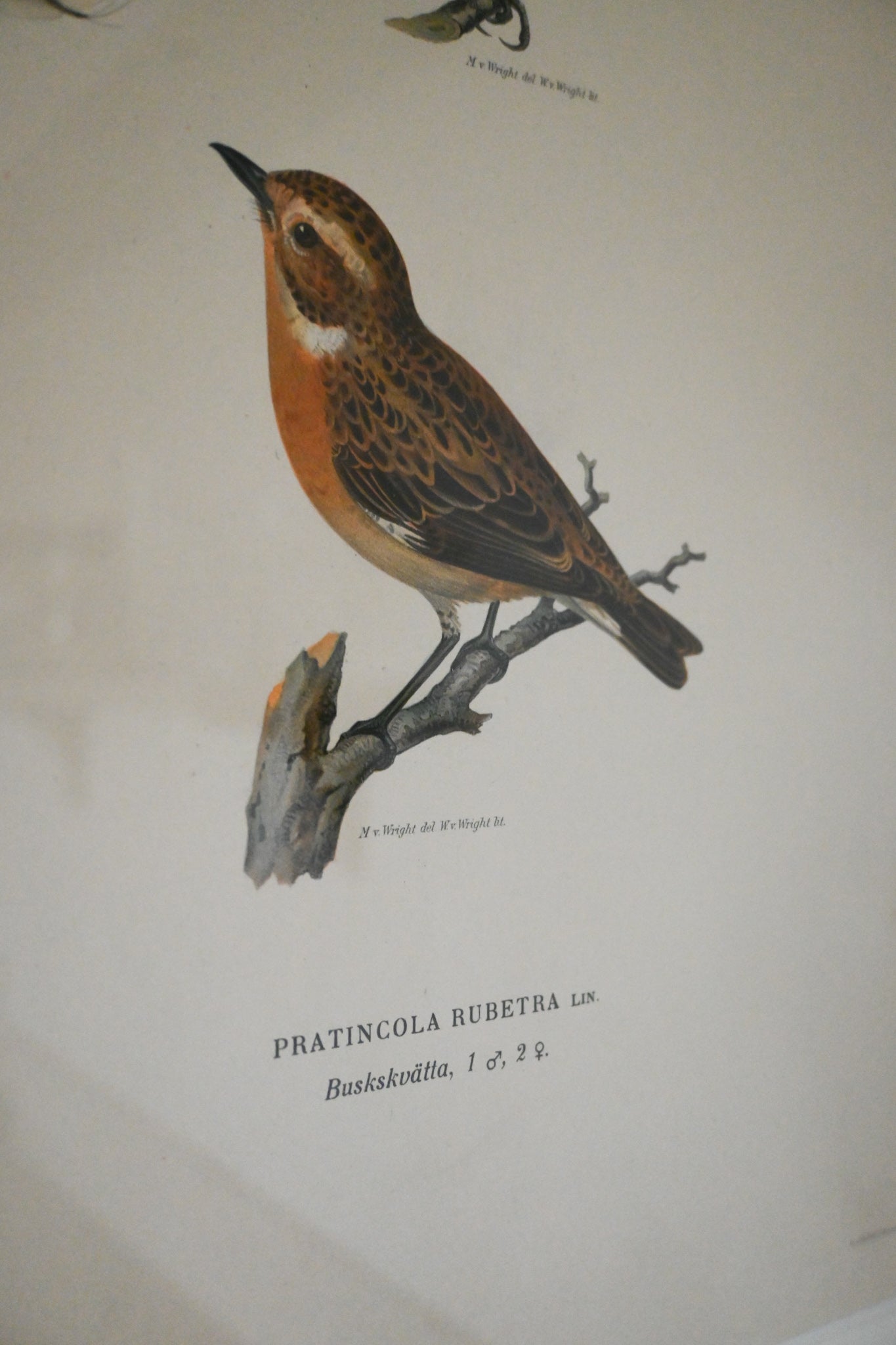 Litografi Svenska Fåglar