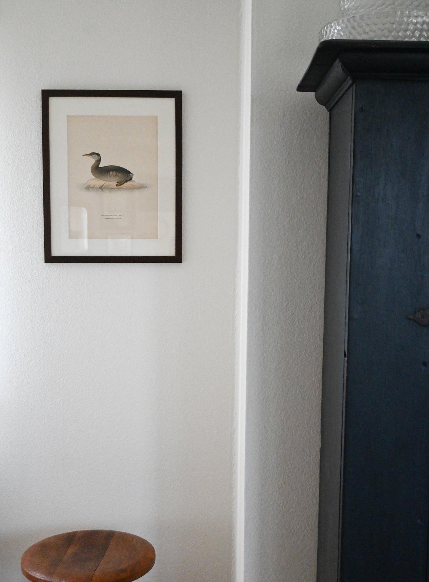 Litografi Svenska Fåglar