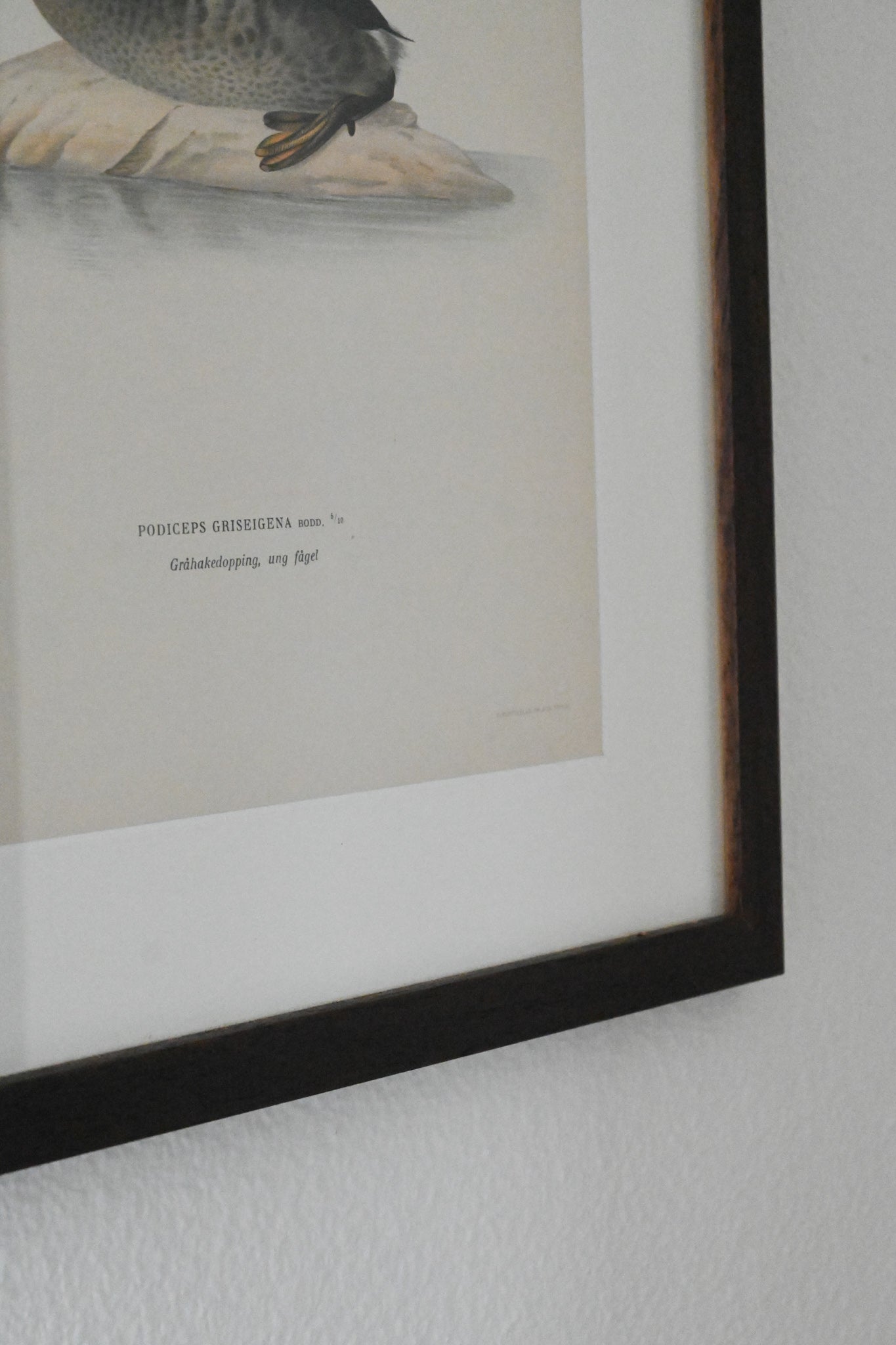 Litografi Svenska Fåglar