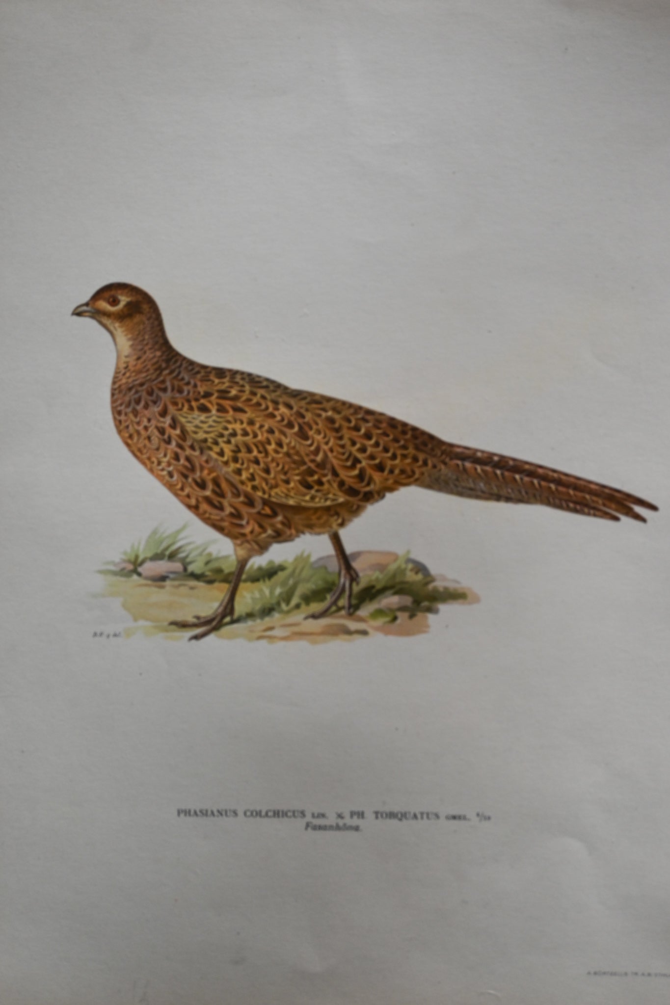 Litografi Svenska Fåglar