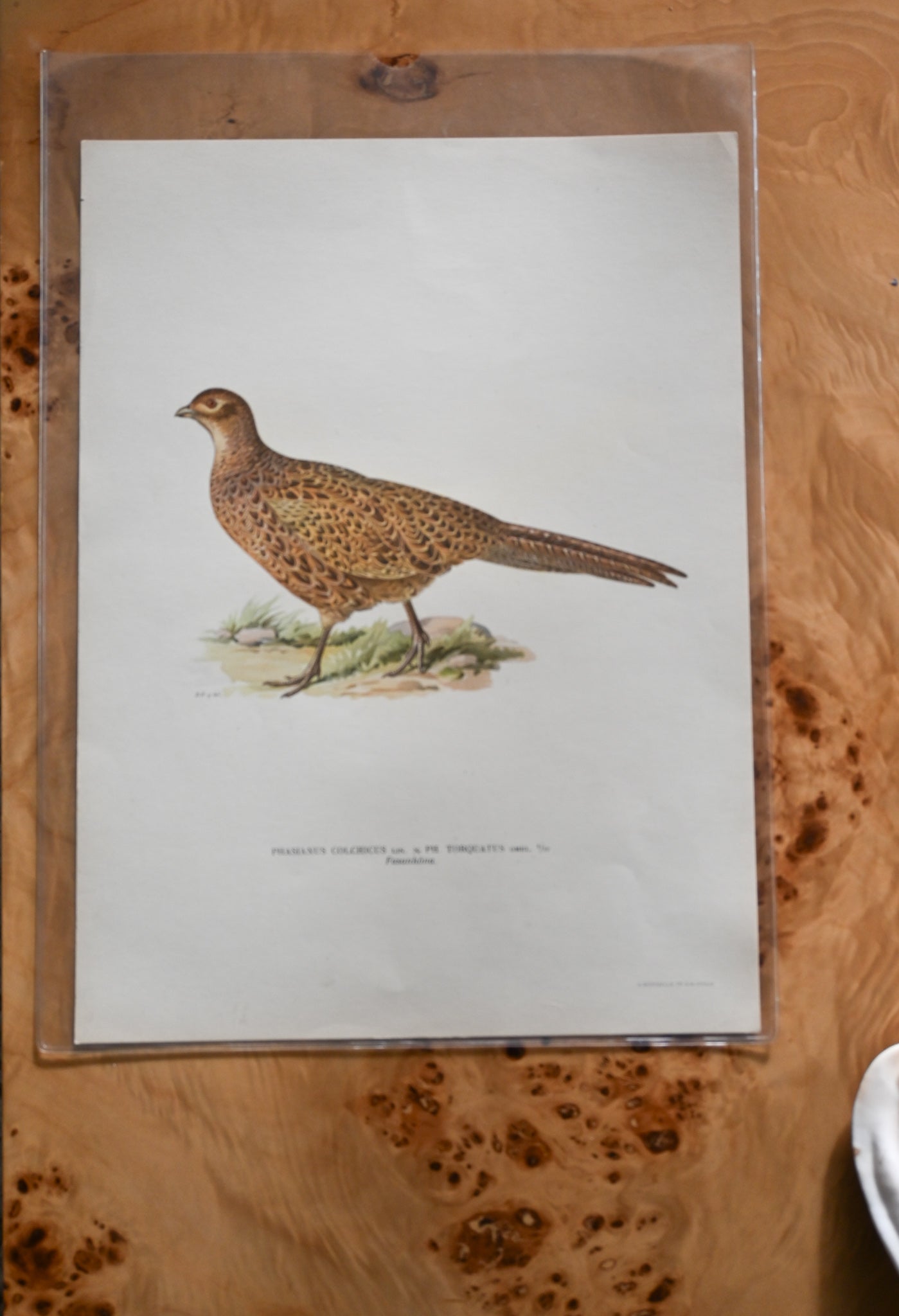 Litografi Svenska Fåglar