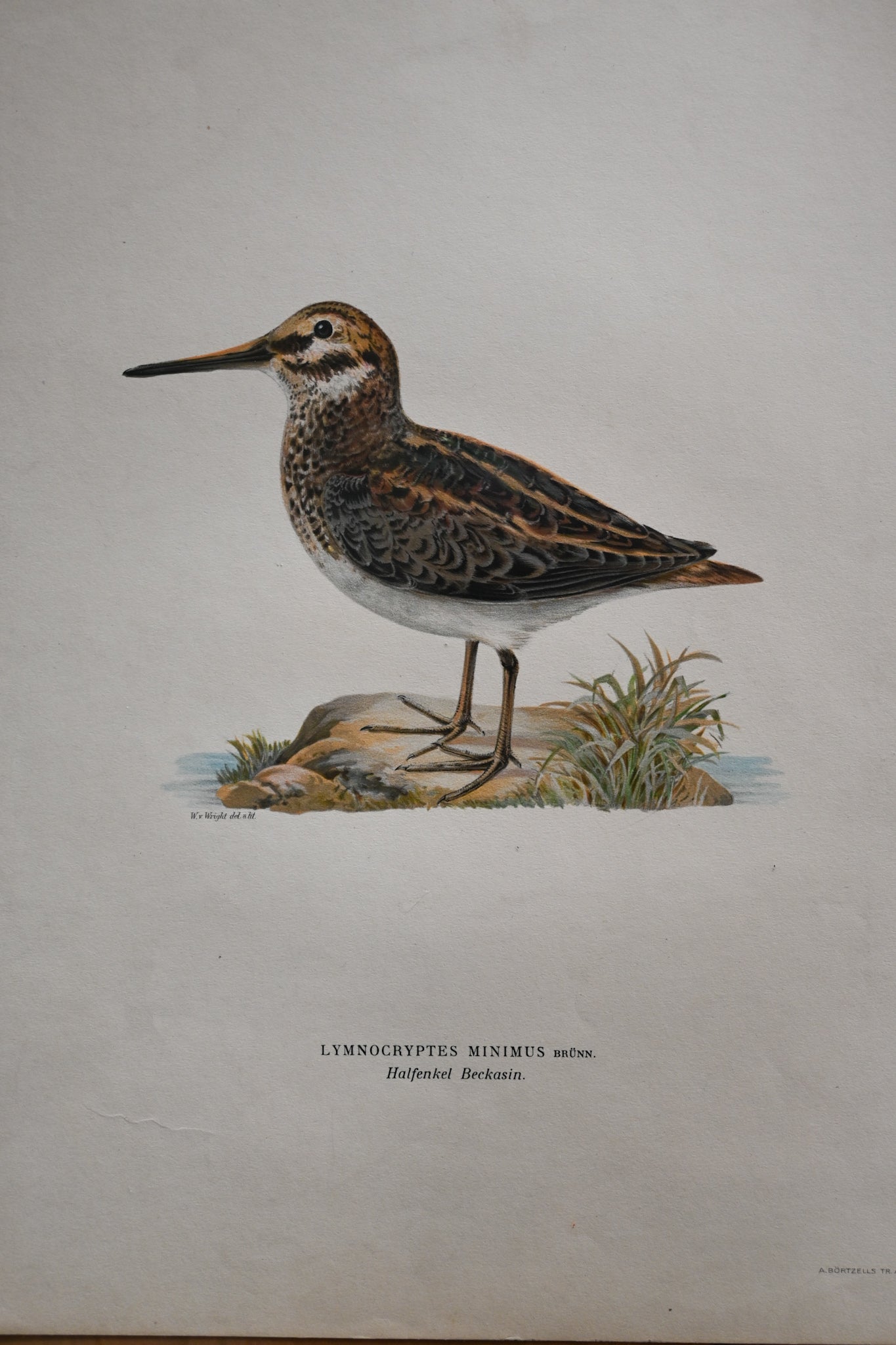 Litografi Svenska Fåglar