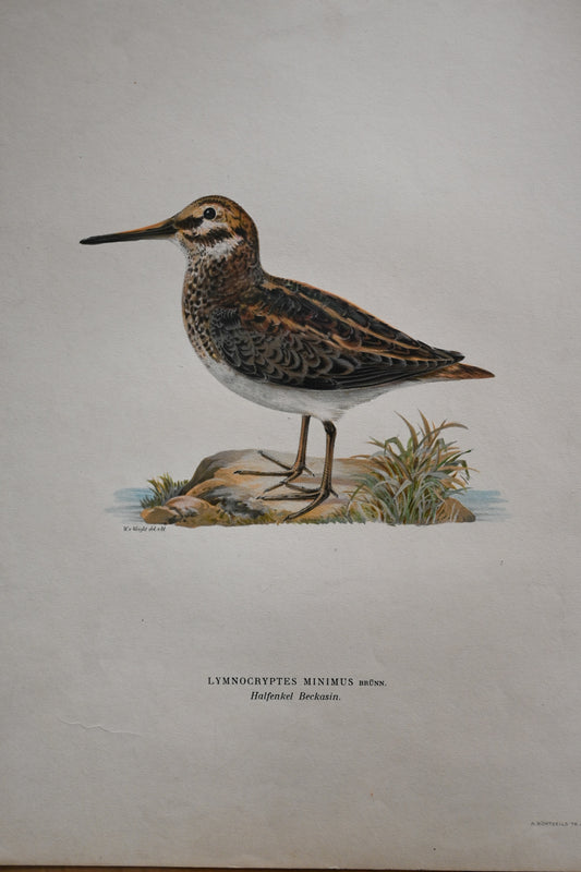 Litografi Svenska Fåglar