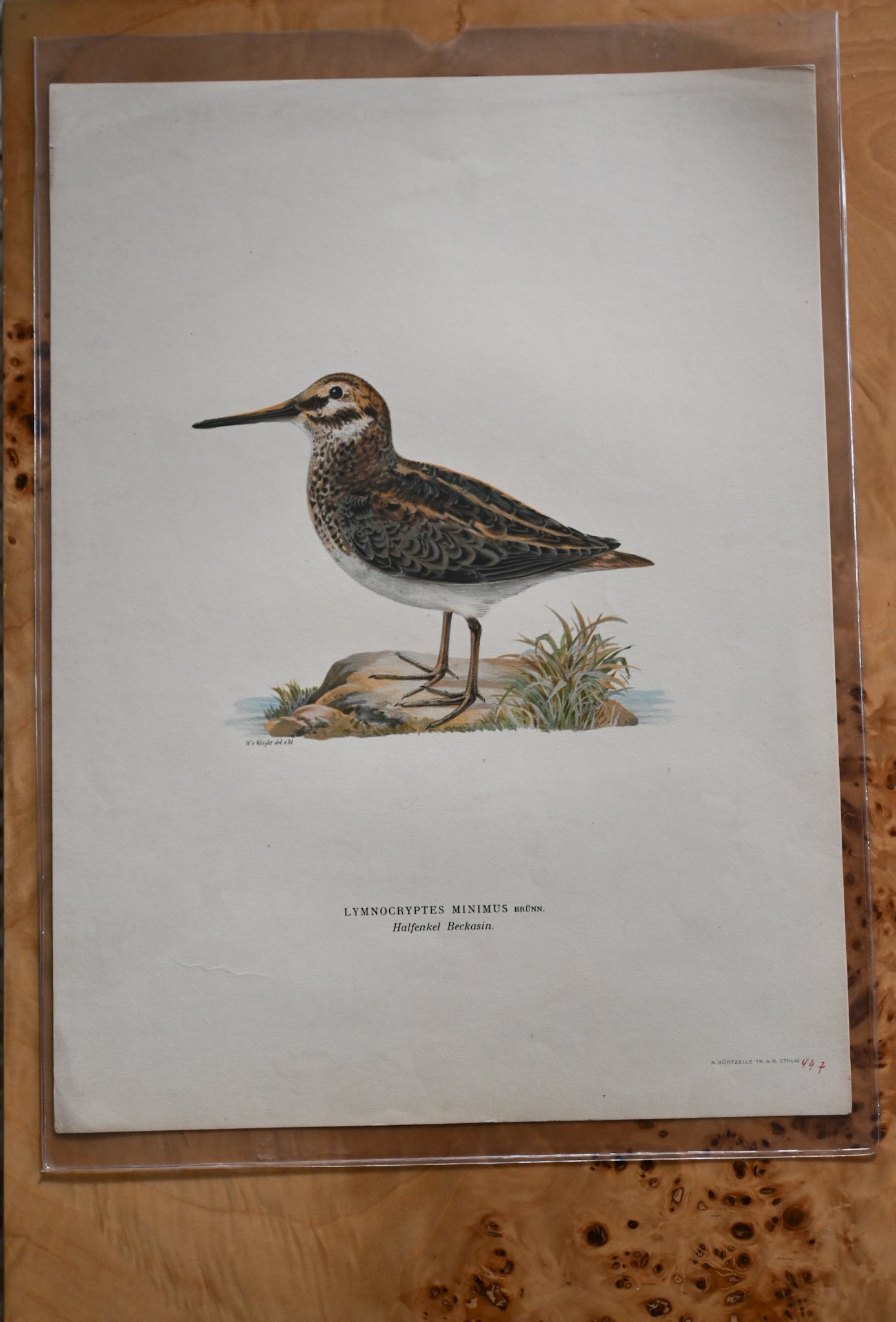 Litografi Svenska Fåglar