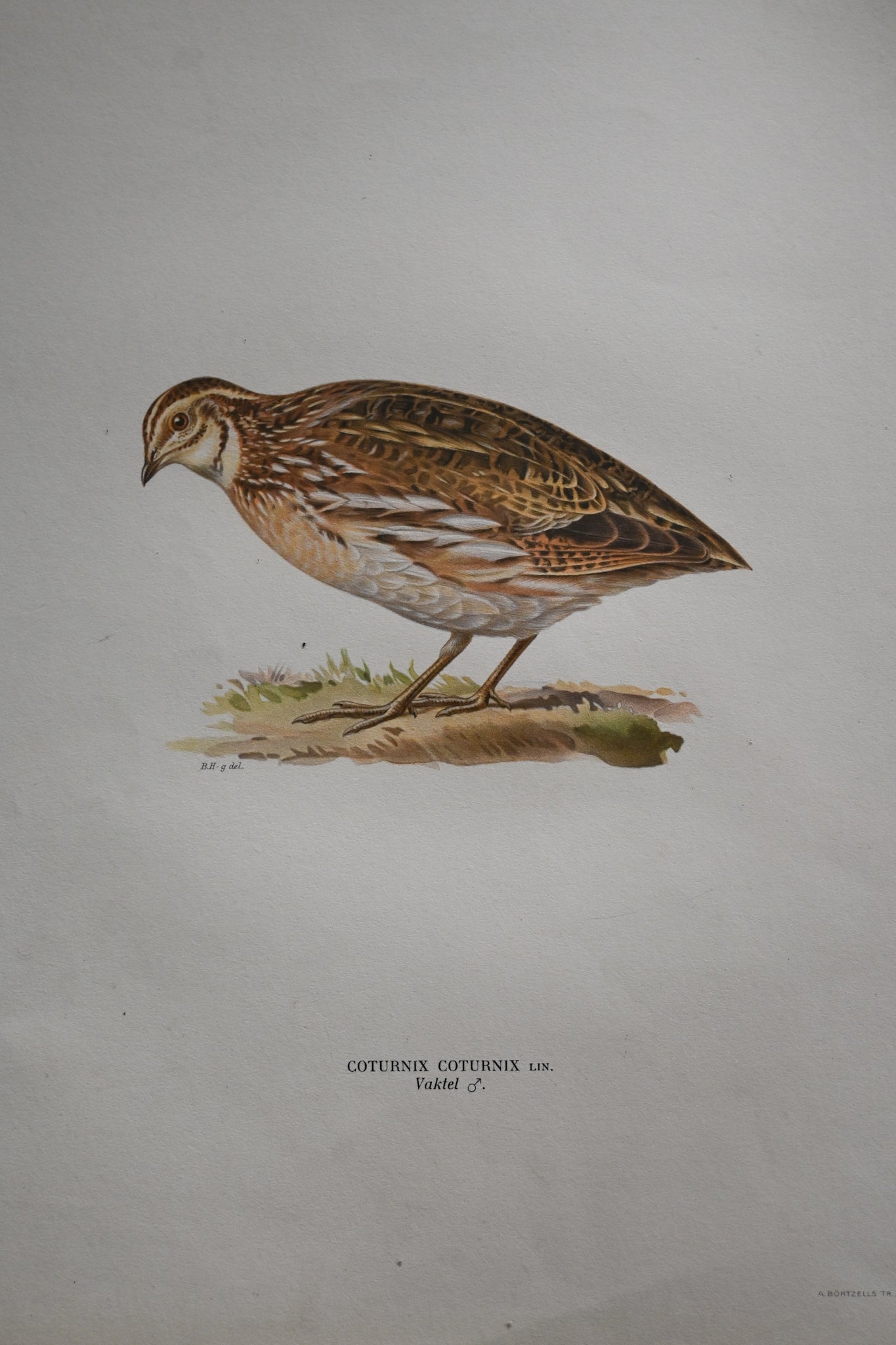 Litografi Svenska Fåglar