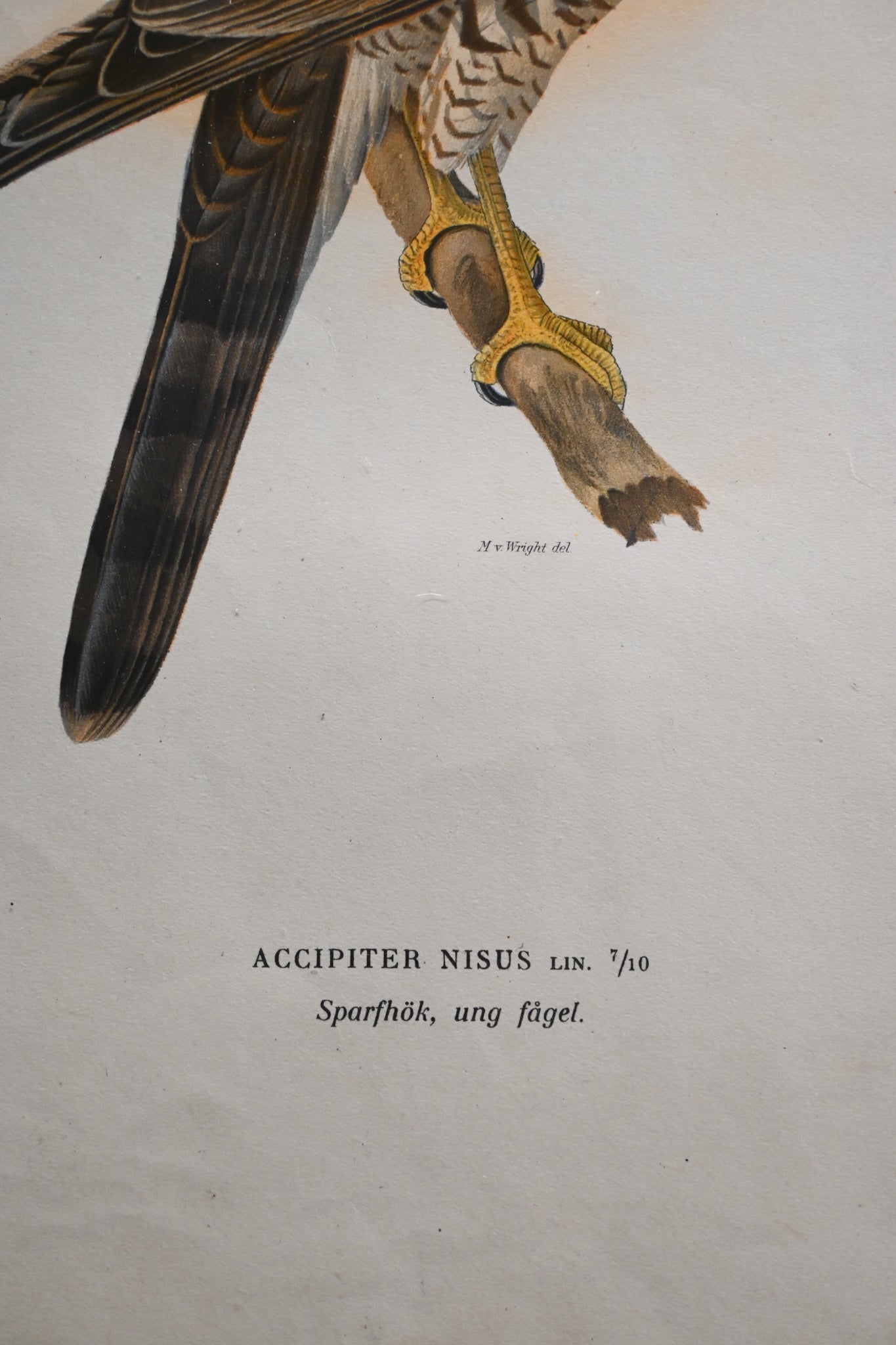 Litografi Svenska Fåglar