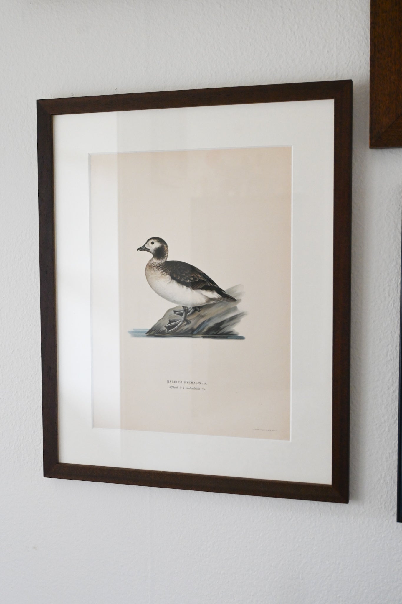 Litografi Svenska Fåglar