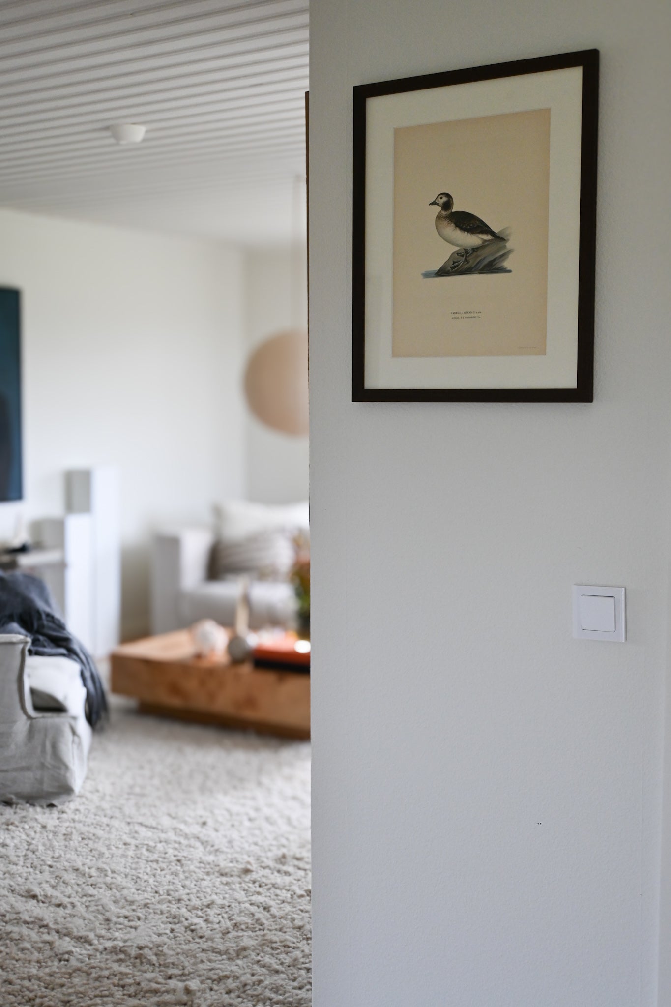 Litografi Svenska Fåglar