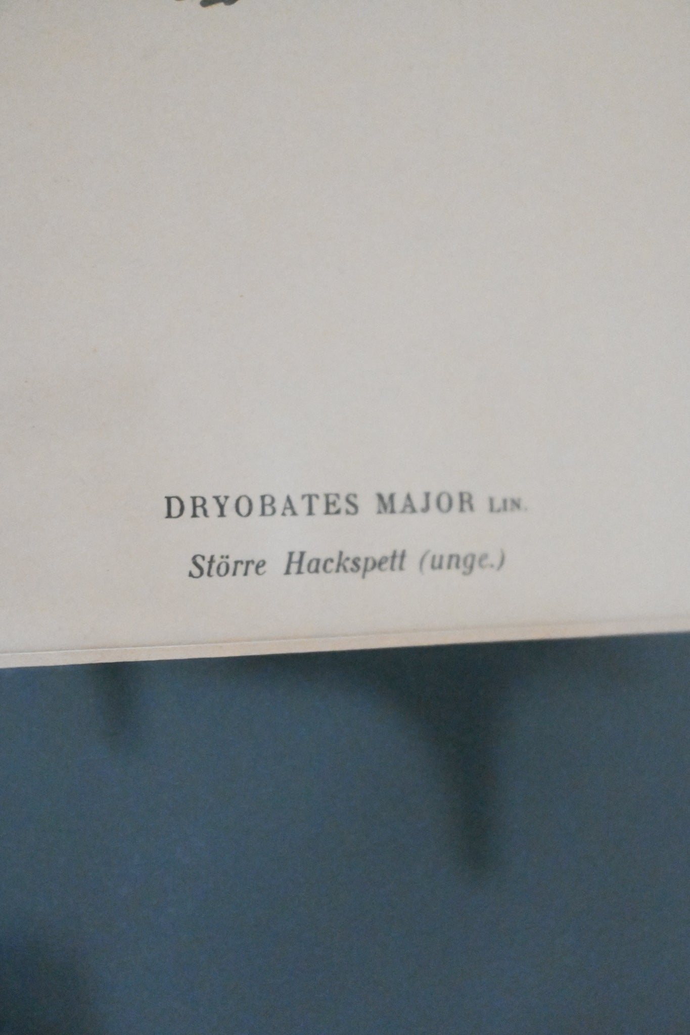 Litografi "Svenska Fåglar" Von Wright