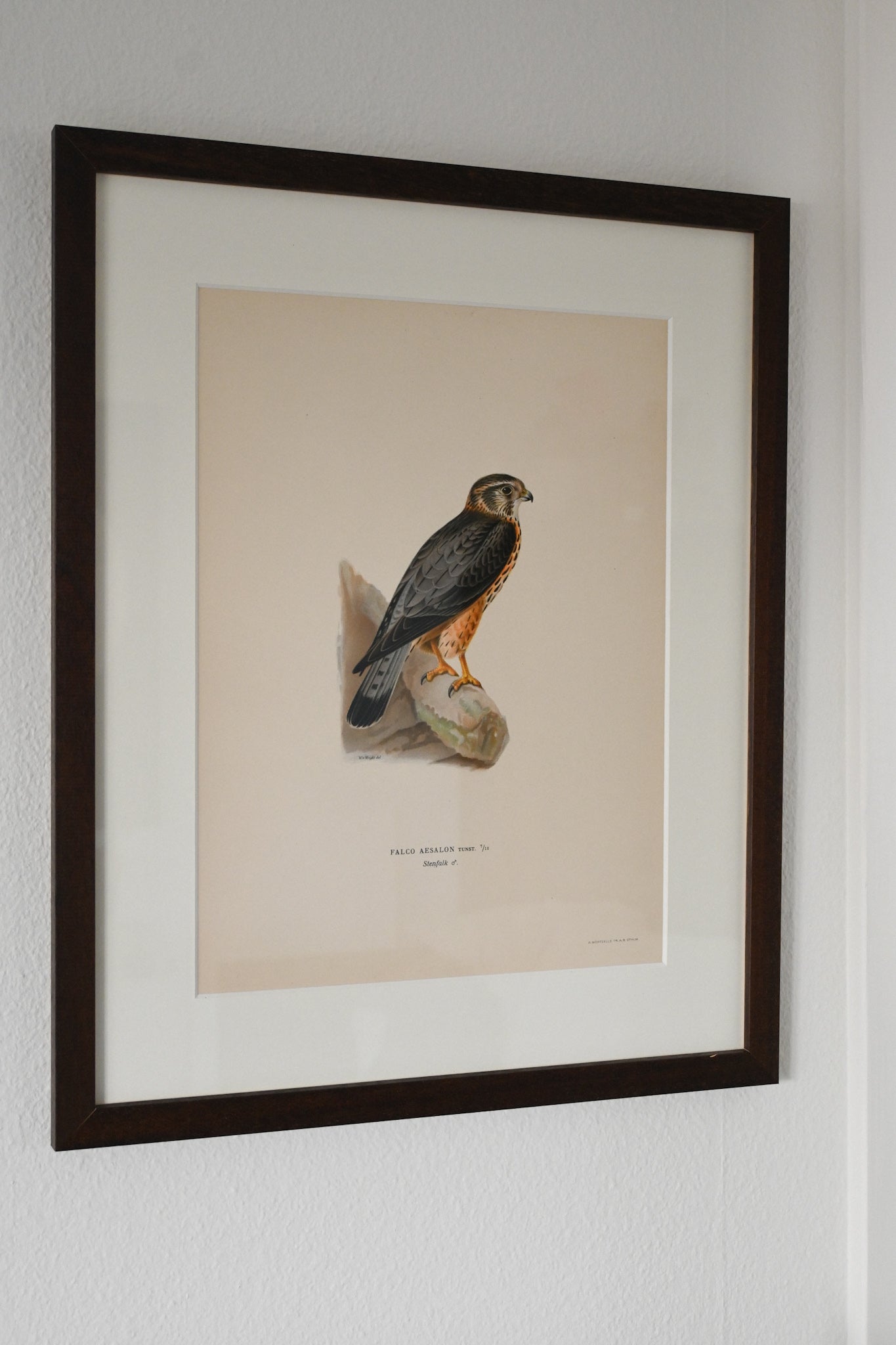 Litografi Svenska Fåglar