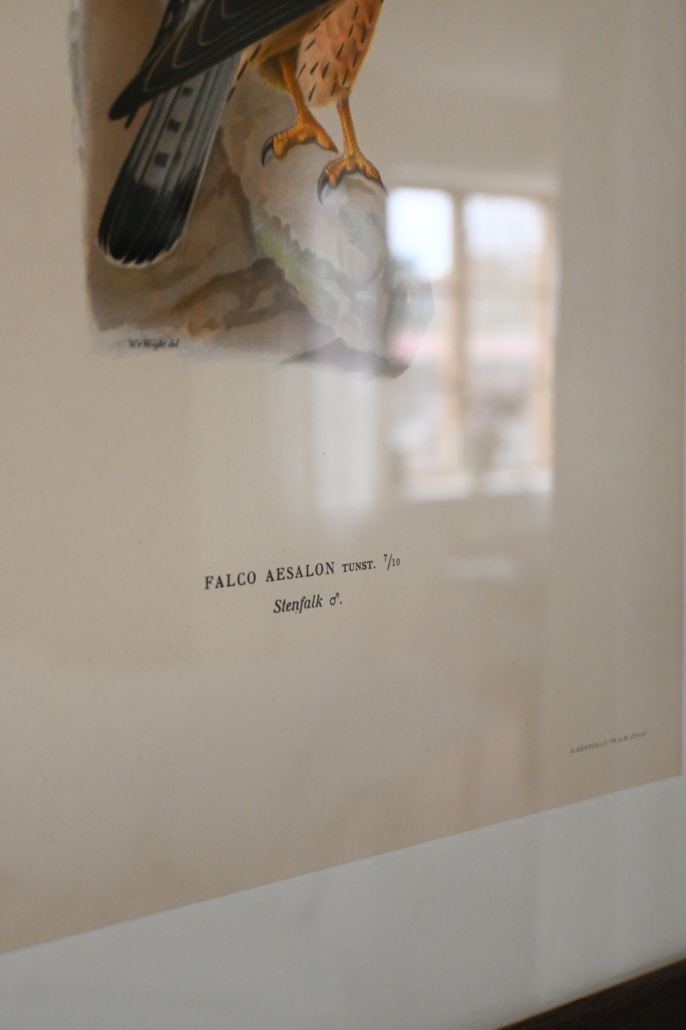 Litografi Svenska Fåglar