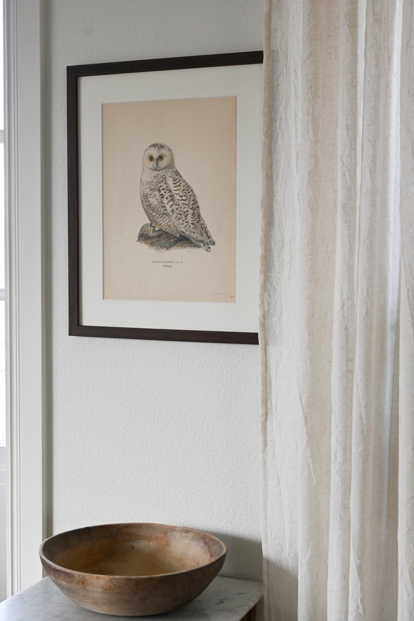 Litografi Svenska Fåglar