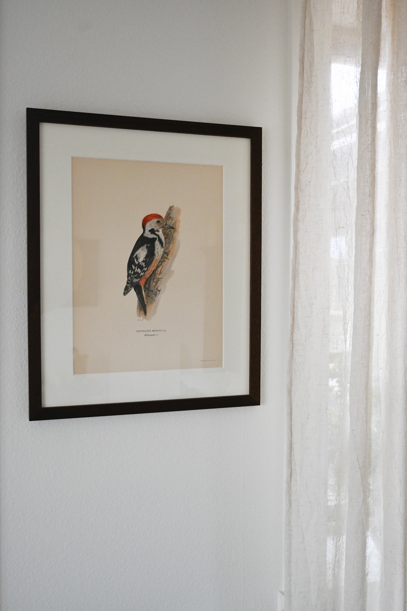 Litografi Svenska Fåglar