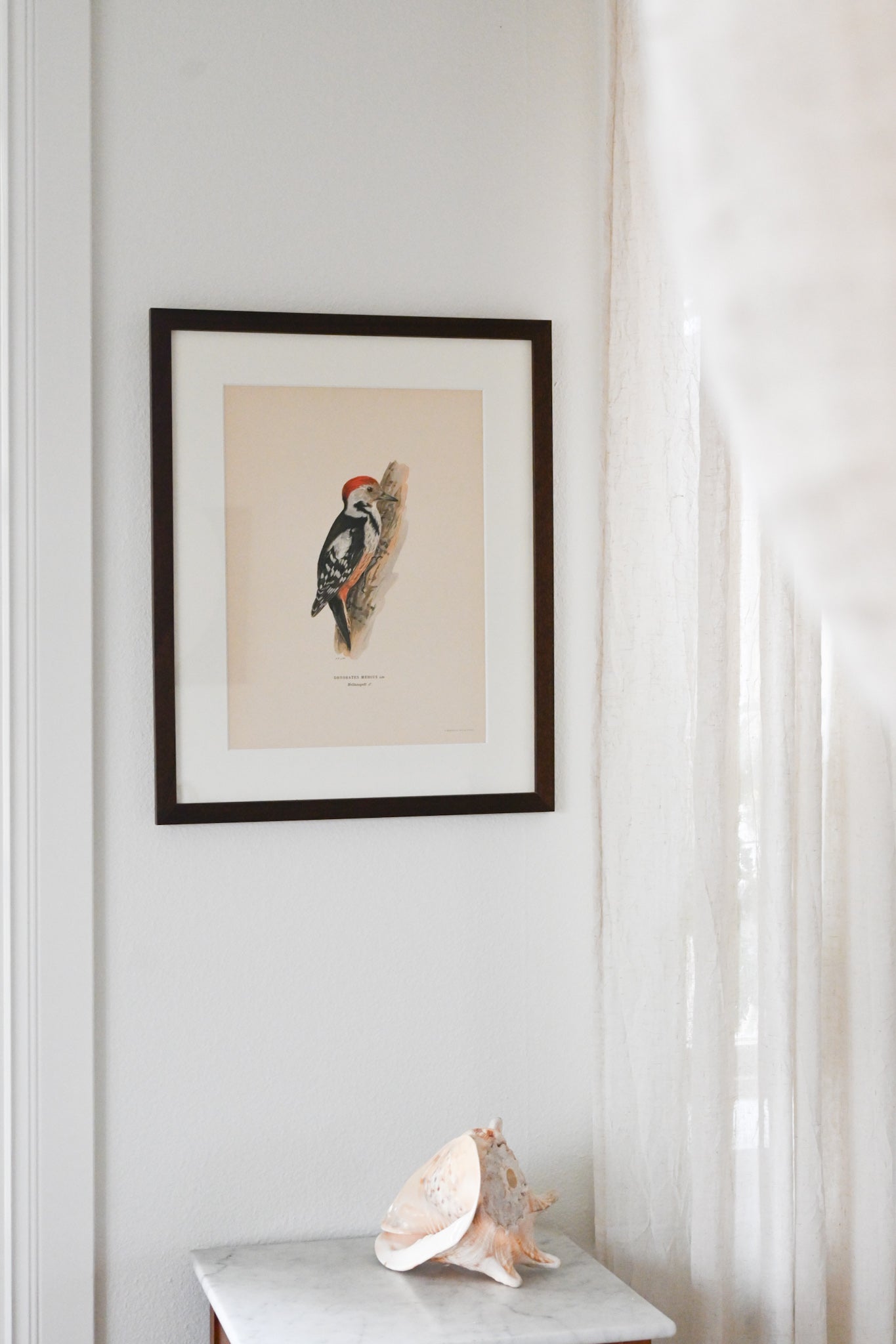 Litografi Svenska Fåglar