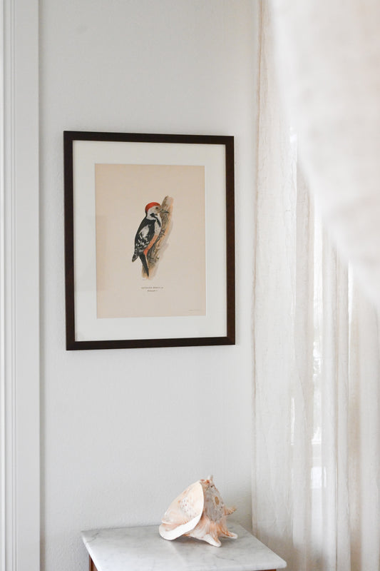 Litografi Svenska Fåglar