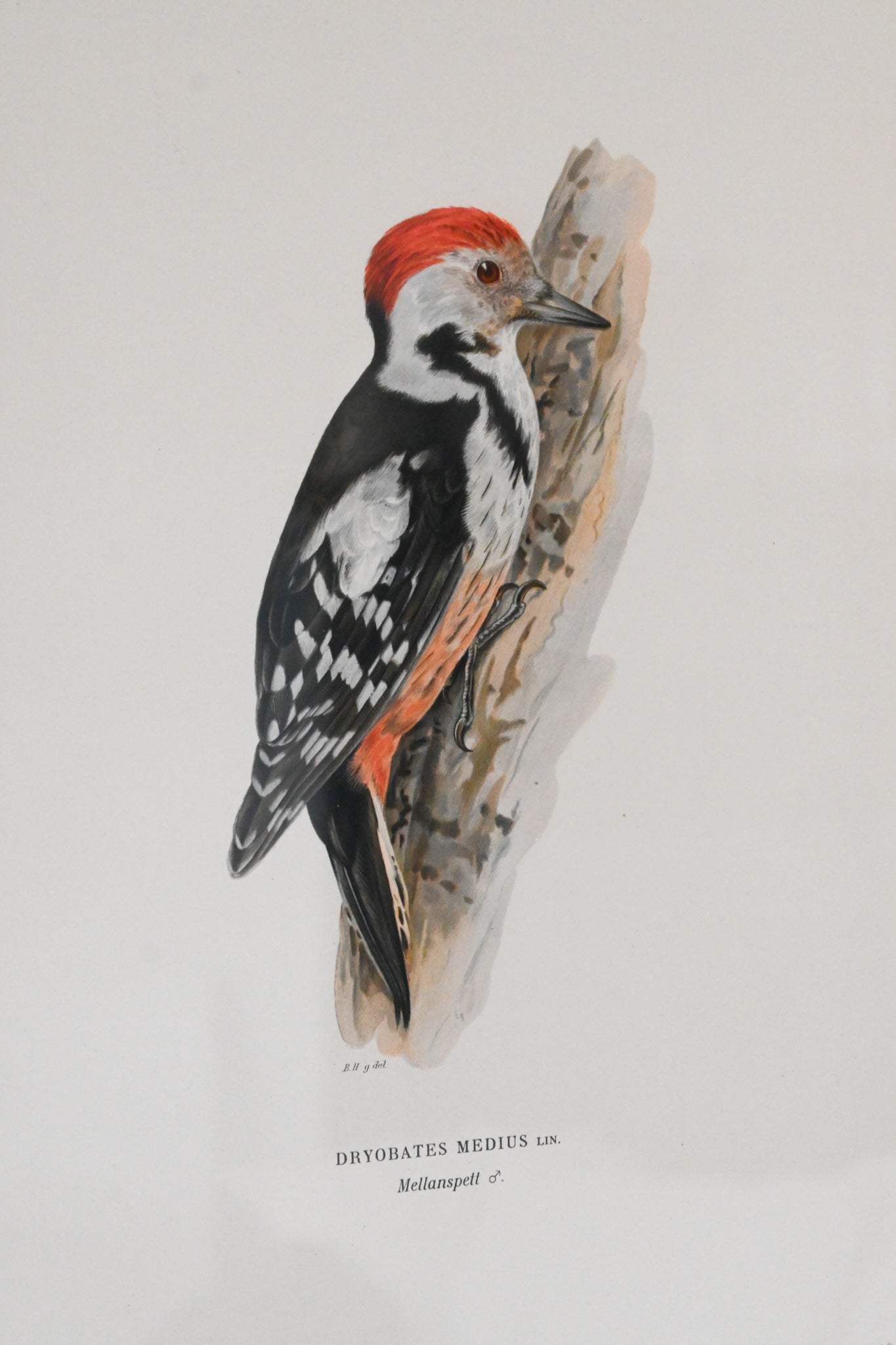 Litografi Svenska Fåglar