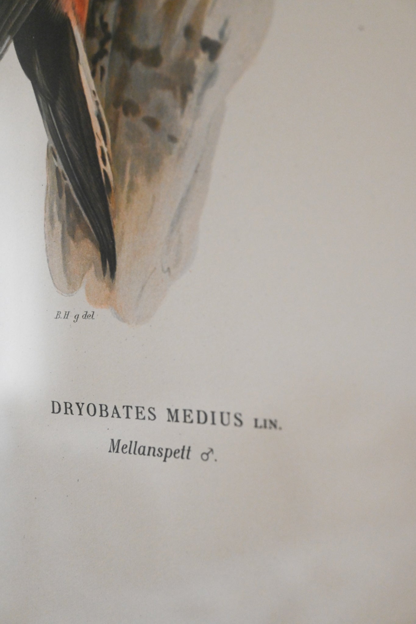 Litografi Svenska Fåglar