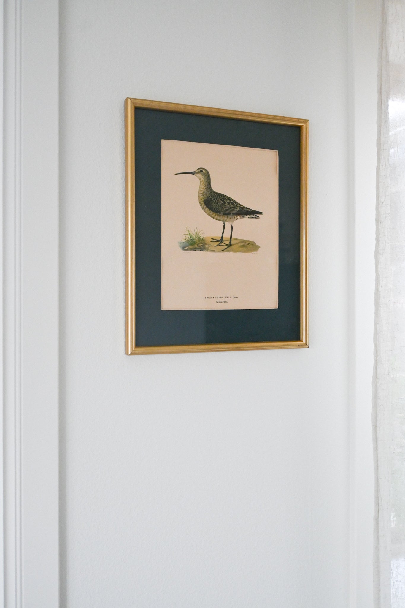 Litografi "Svenska Fåglar" Von Wright