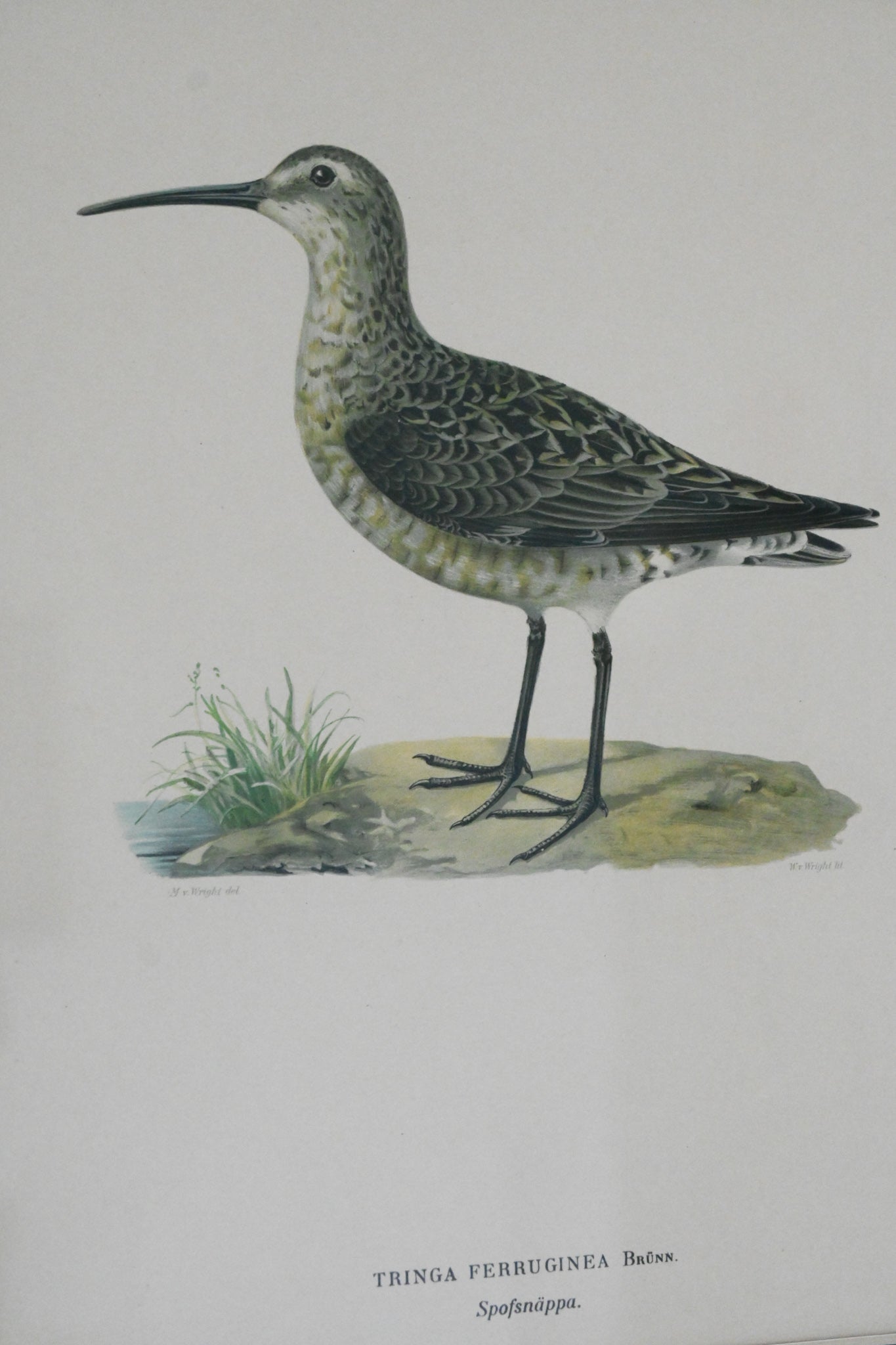 Litografi "Svenska Fåglar" Von Wright