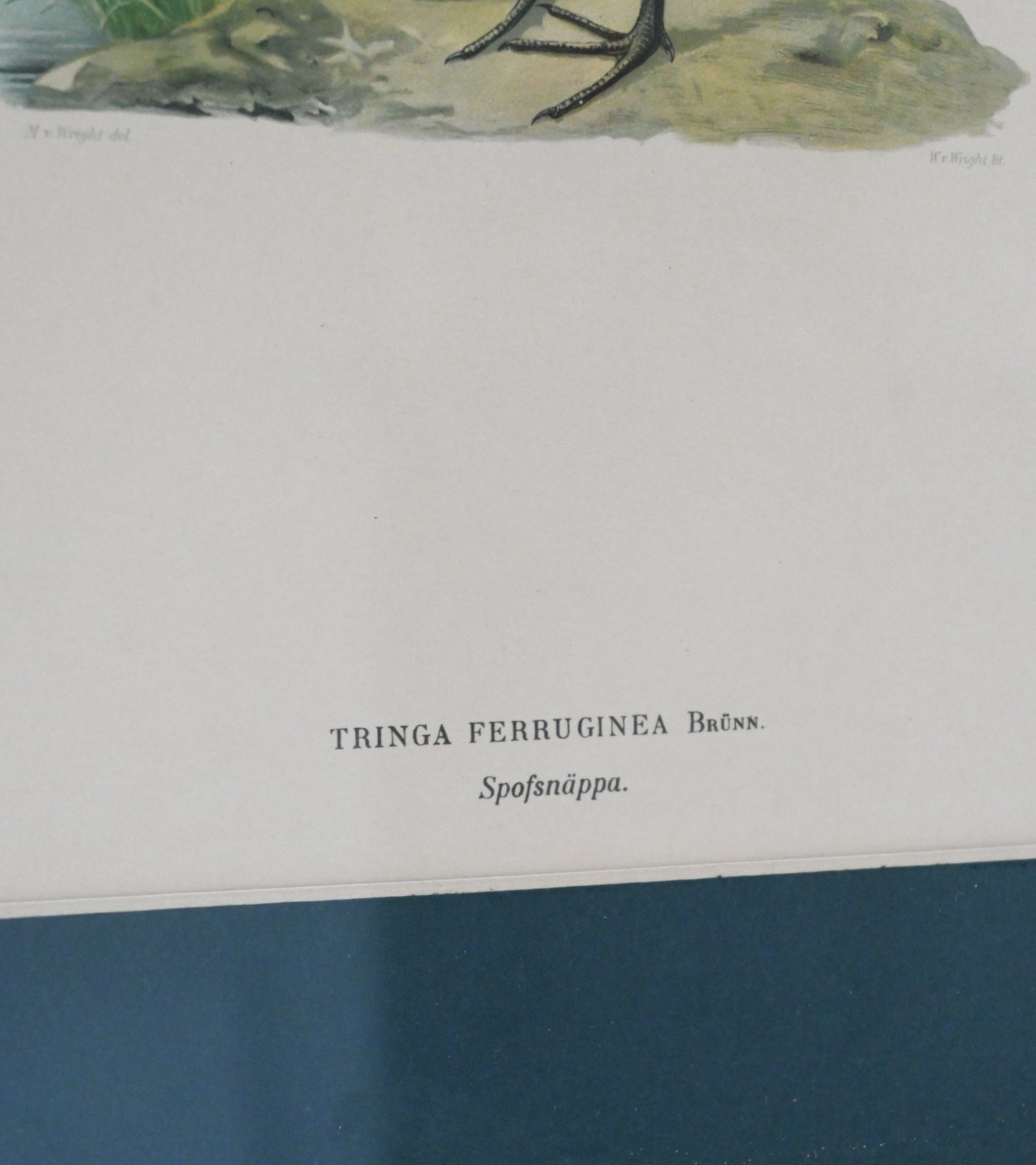 Litografi "Svenska Fåglar" Von Wright