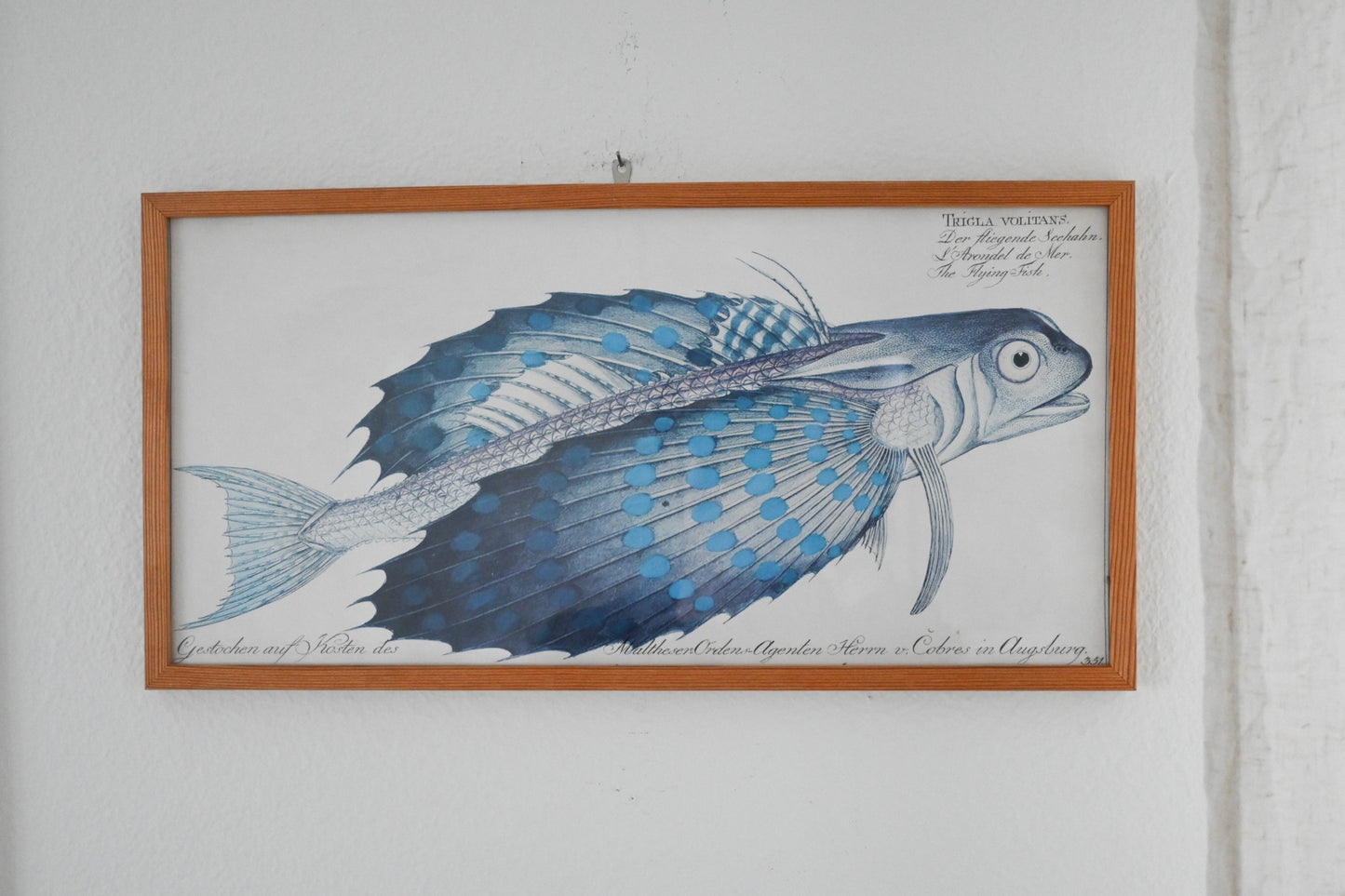 Tavla Fisk