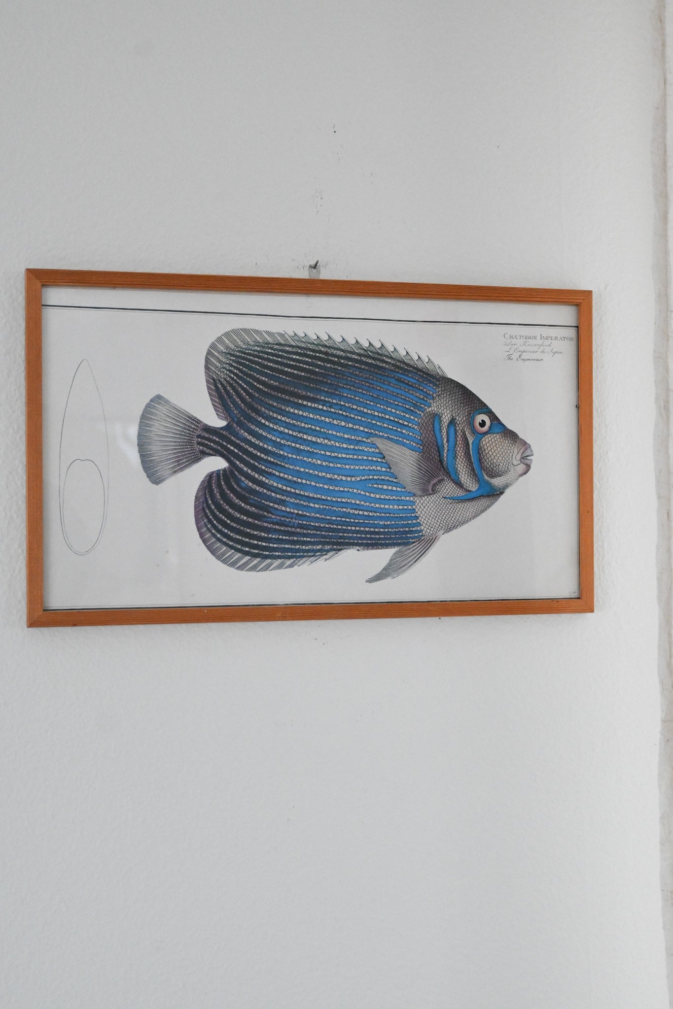 Tavla Fisk