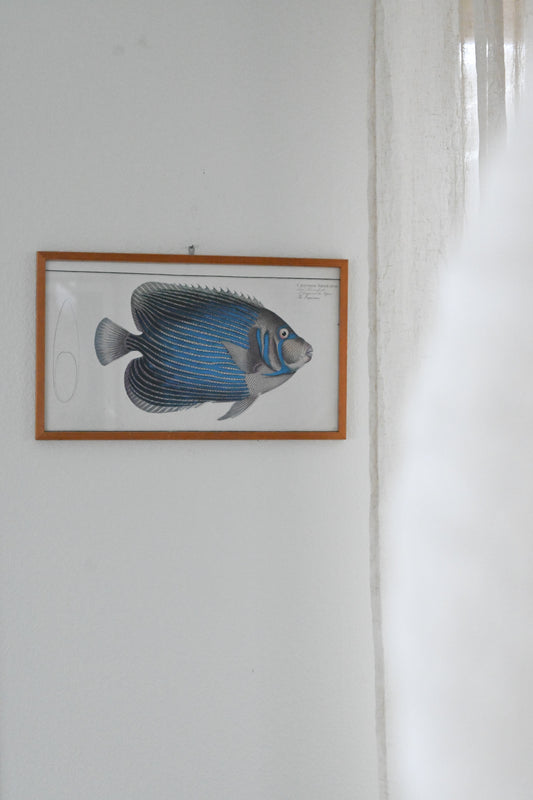 Tavla Fisk