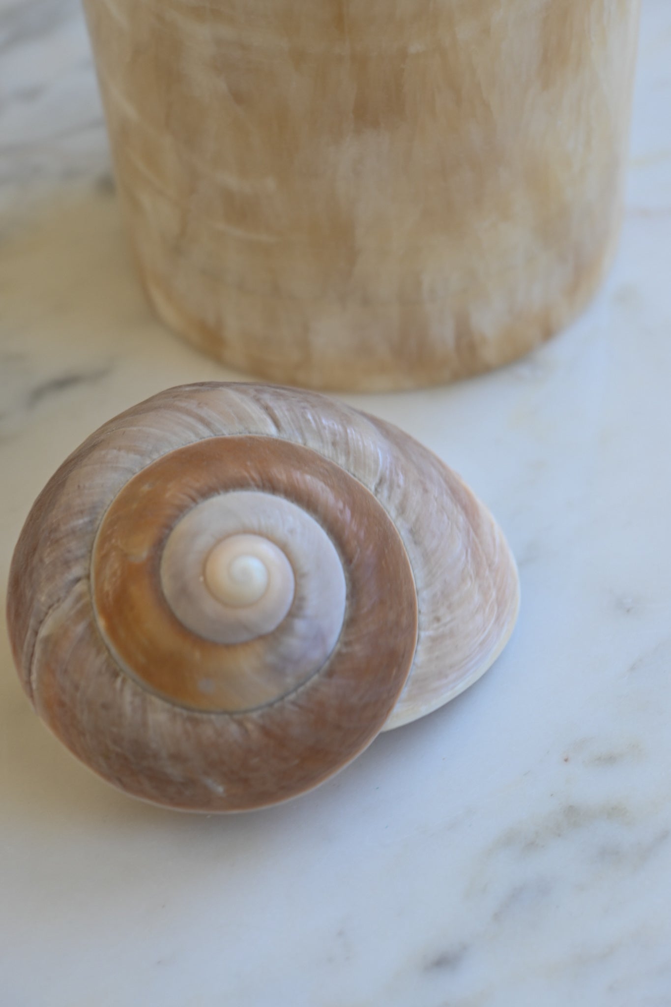 Snäcka Muffin Snail