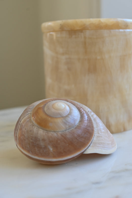 Snäcka Muffin Snail