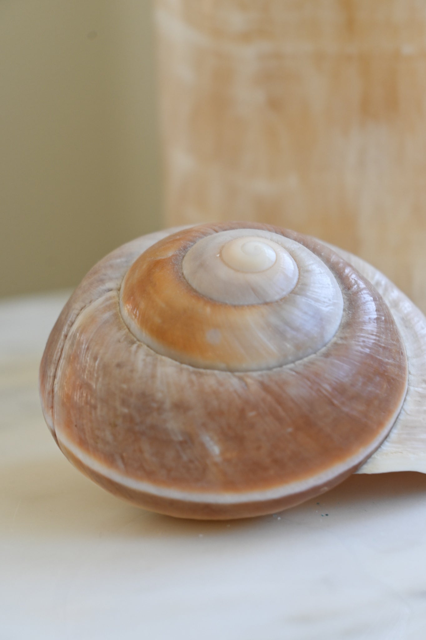 Snäcka Muffin Snail