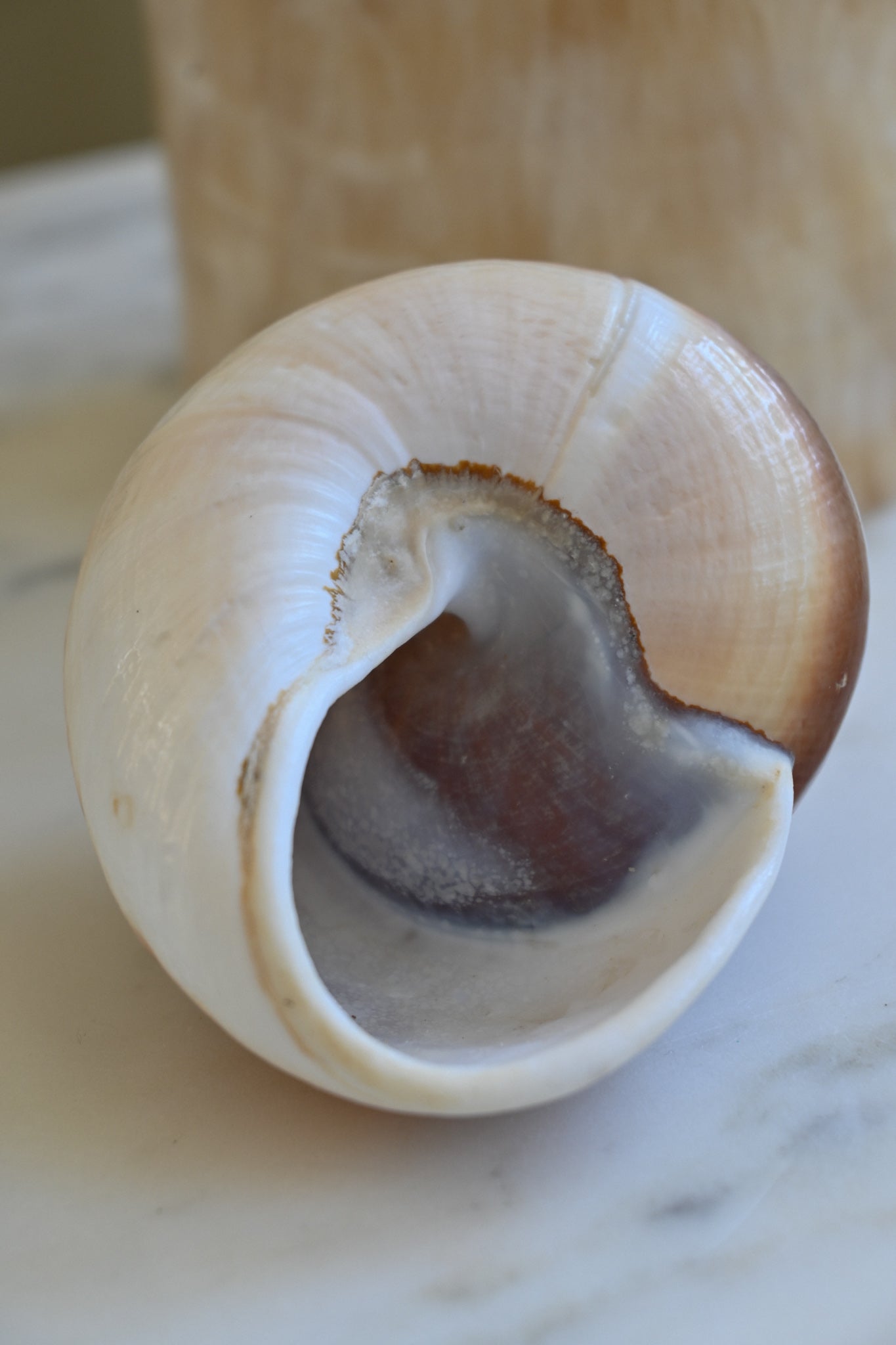 Snäcka Muffin Snail