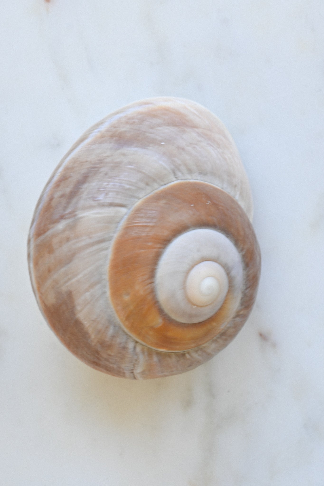 Snäcka Muffin Snail