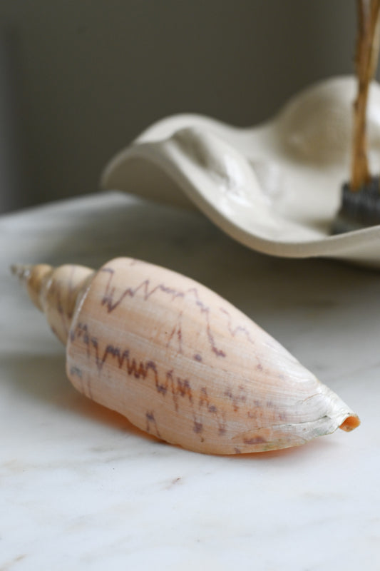 Dekoration Snäcka