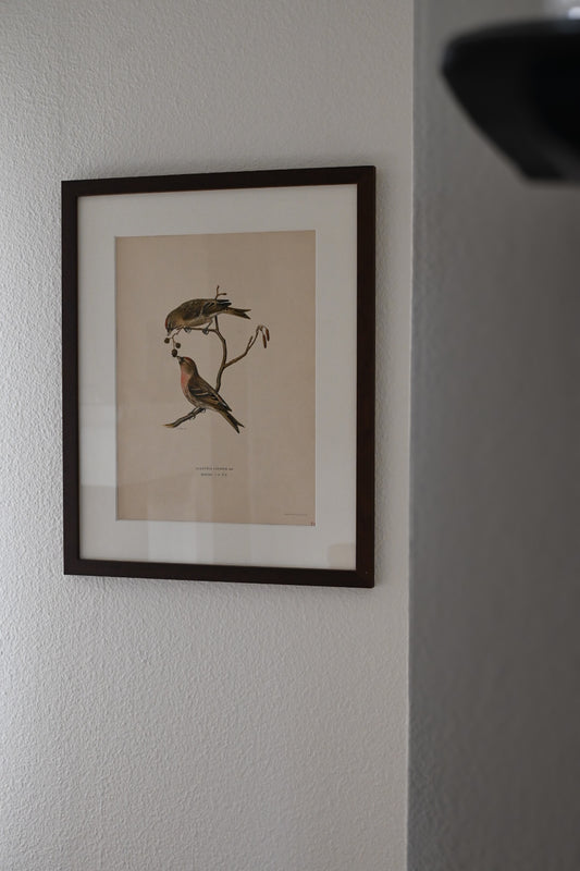 Litografi Svenska Fåglar