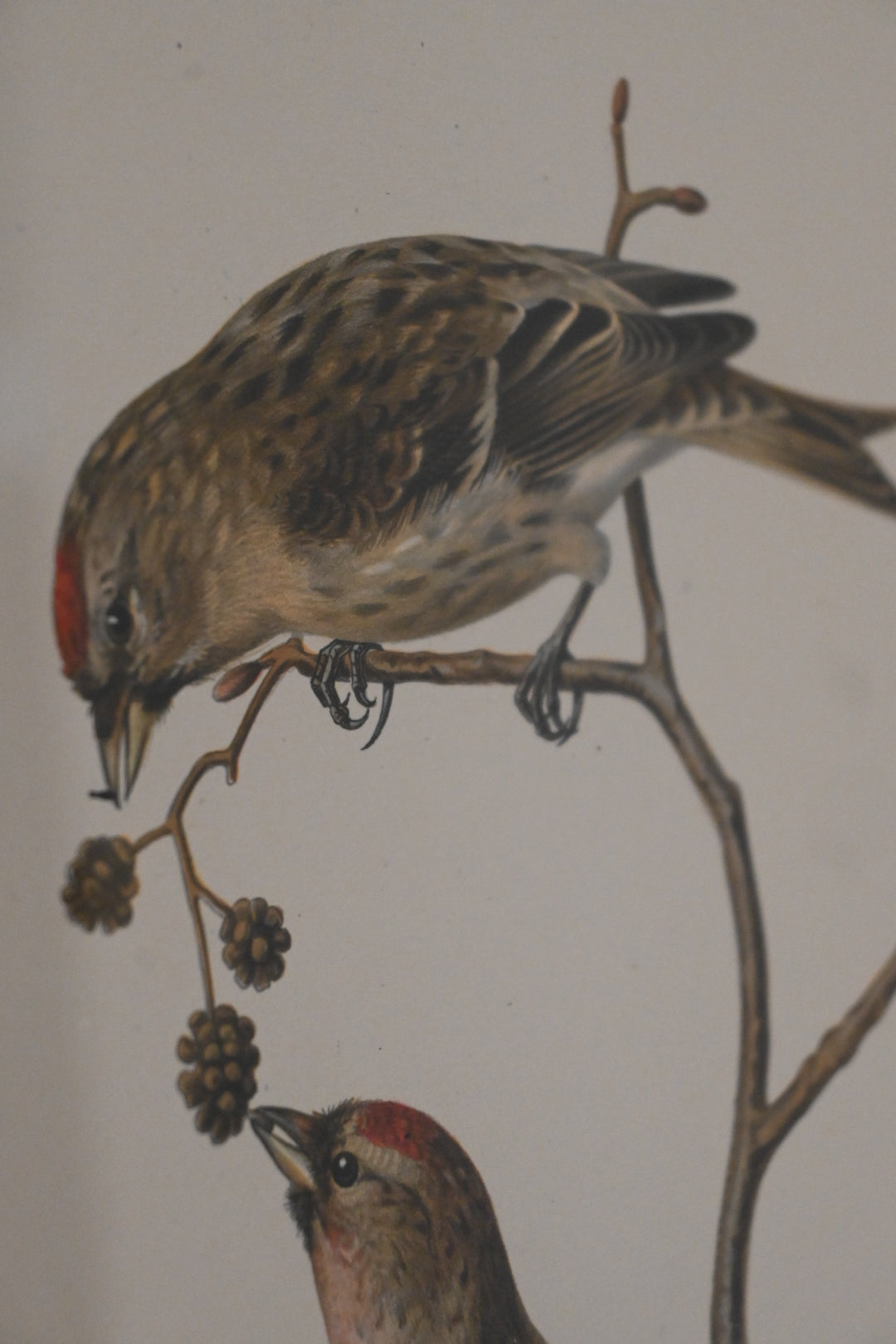 Litografi Svenska Fåglar