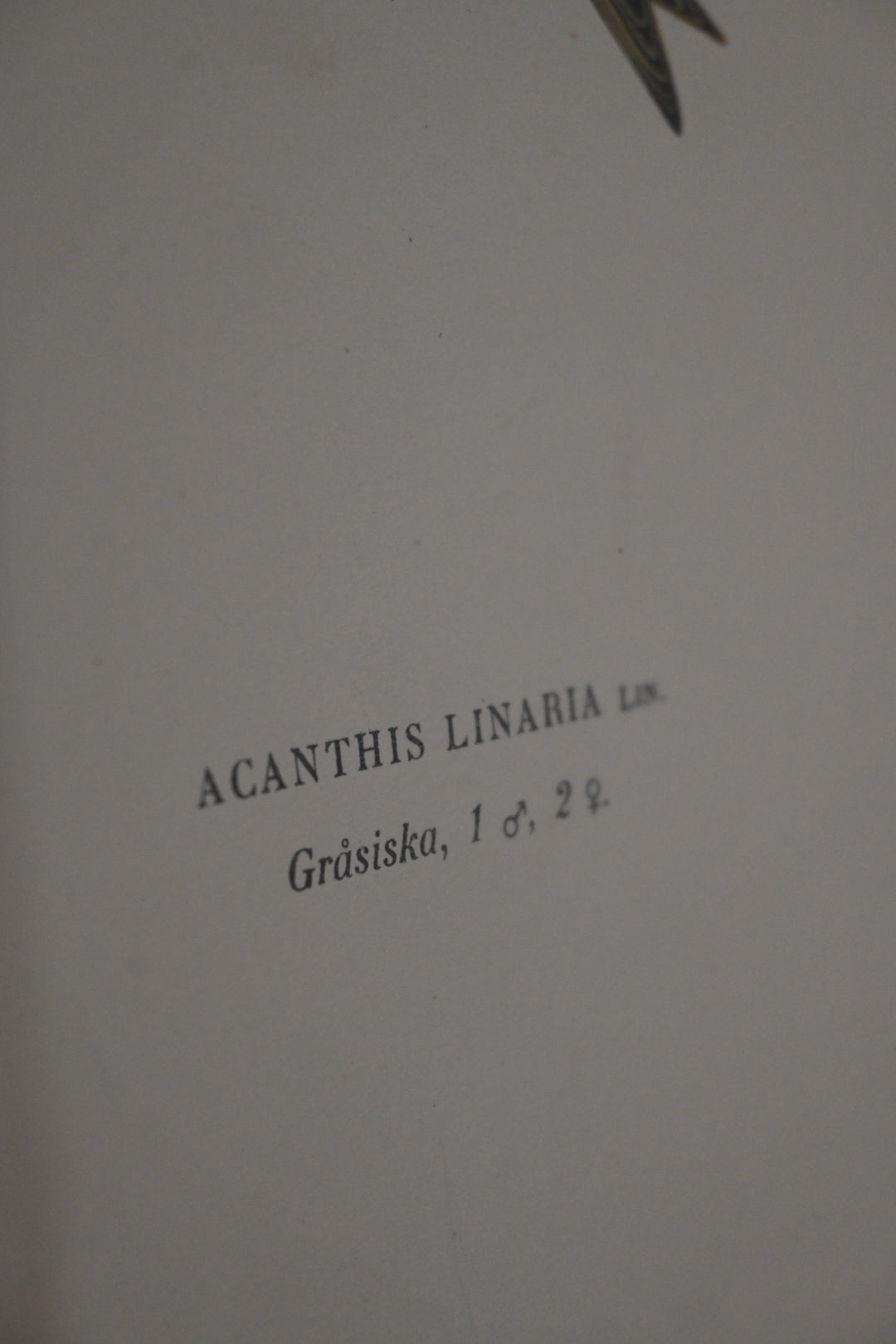 Litografi Svenska Fåglar