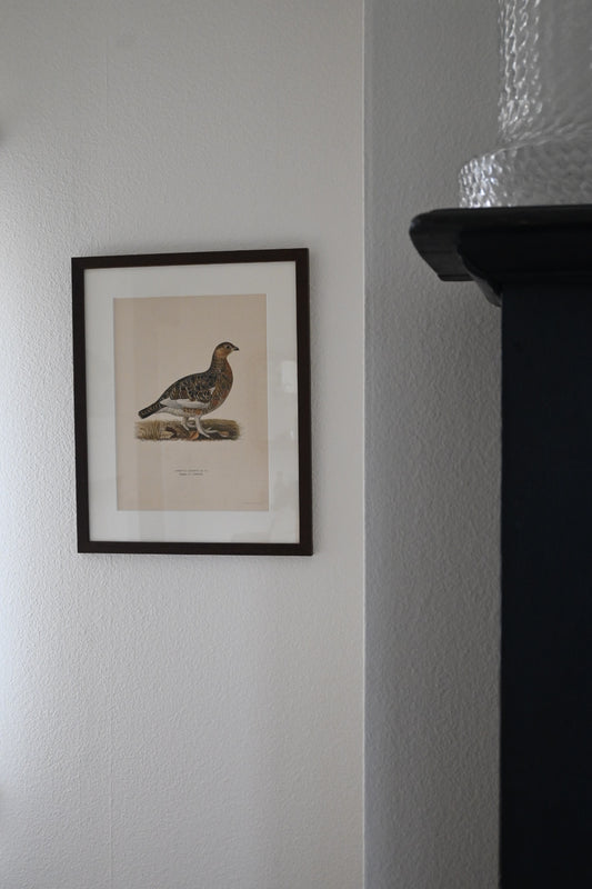 Litografi Svenska Fåglar