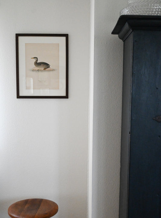 Litografi Svenska Fåglar