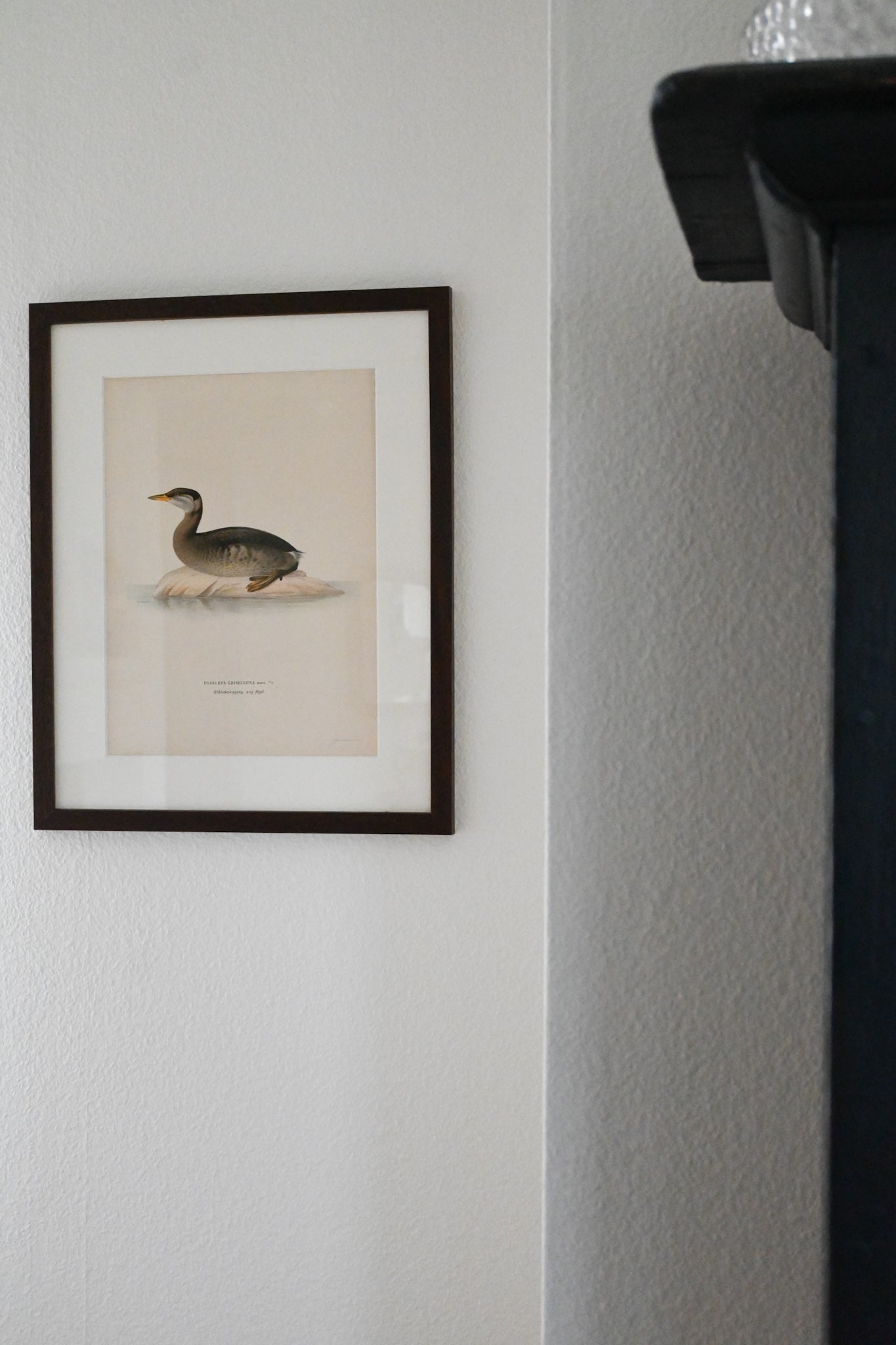 Litografi Svenska Fåglar