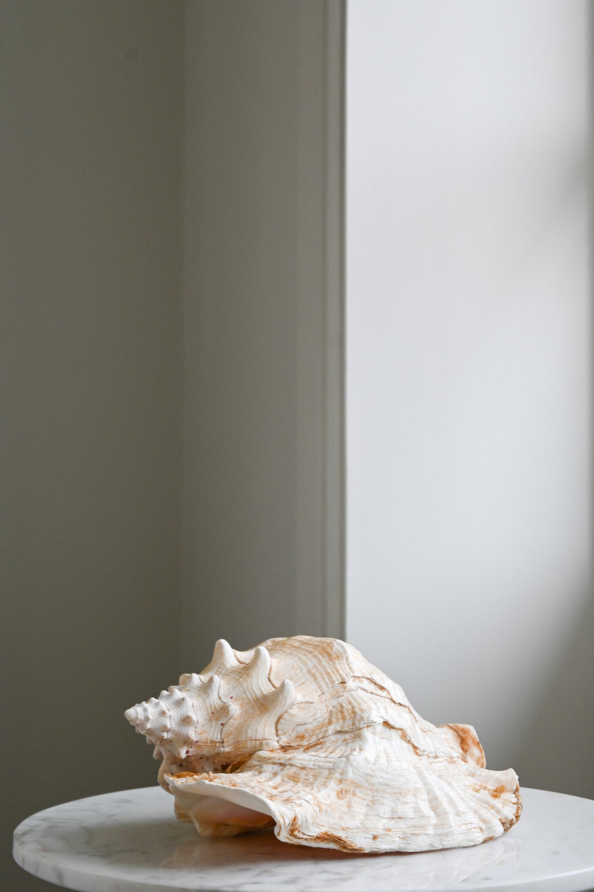 Snäcka Queen Conch