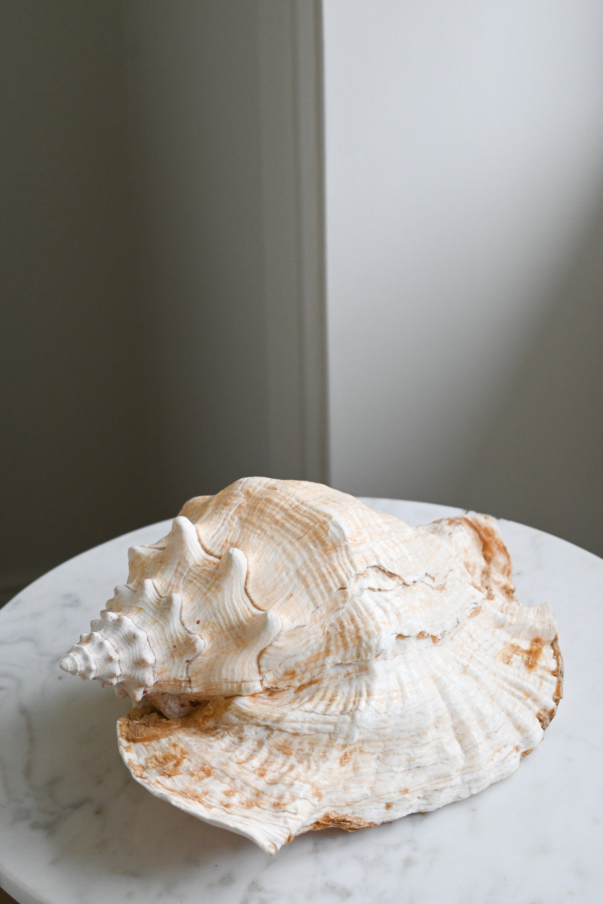 Snäcka Queen Conch