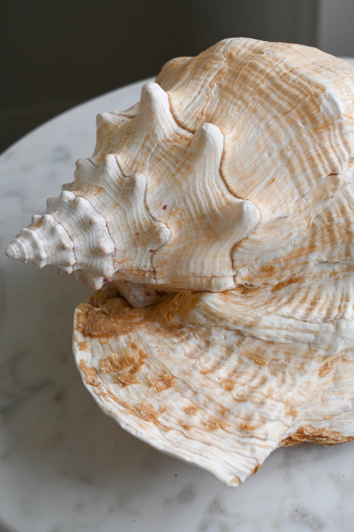 Snäcka Queen Conch