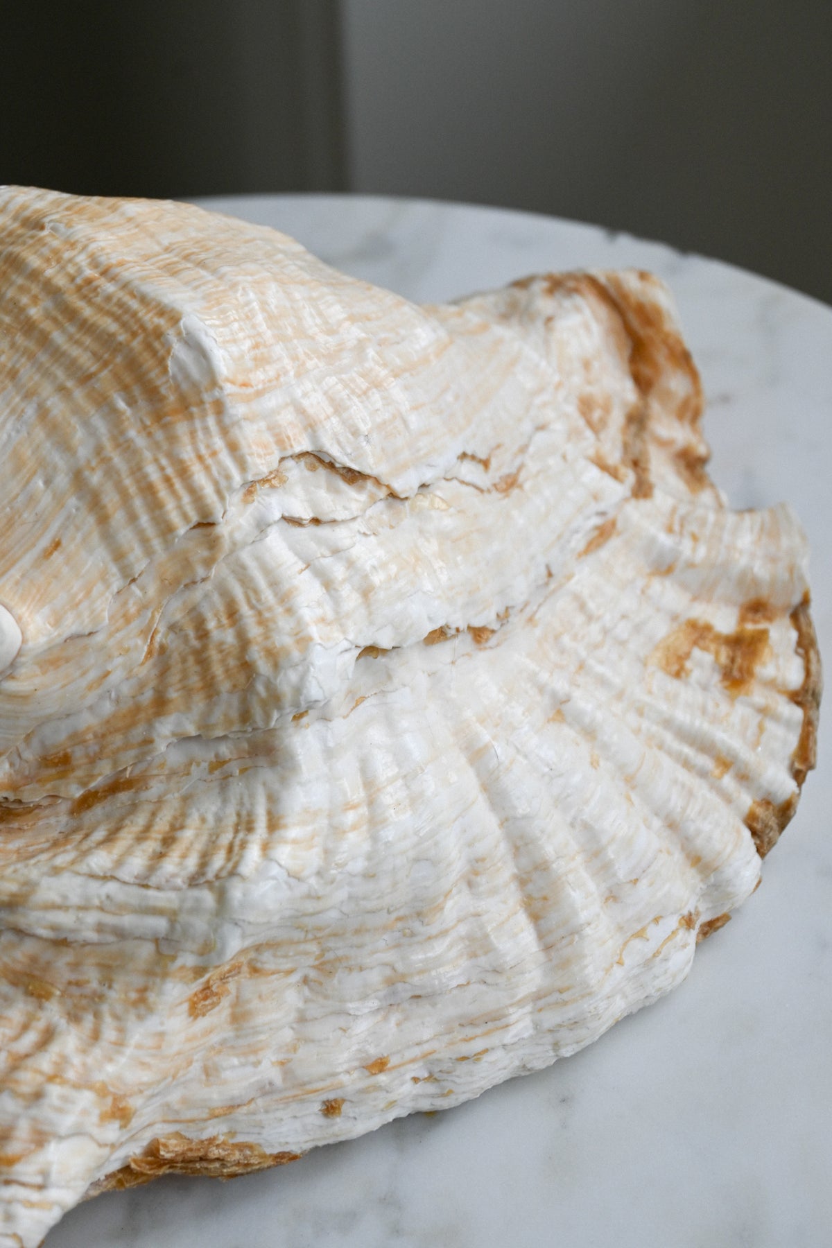 Snäcka Queen Conch
