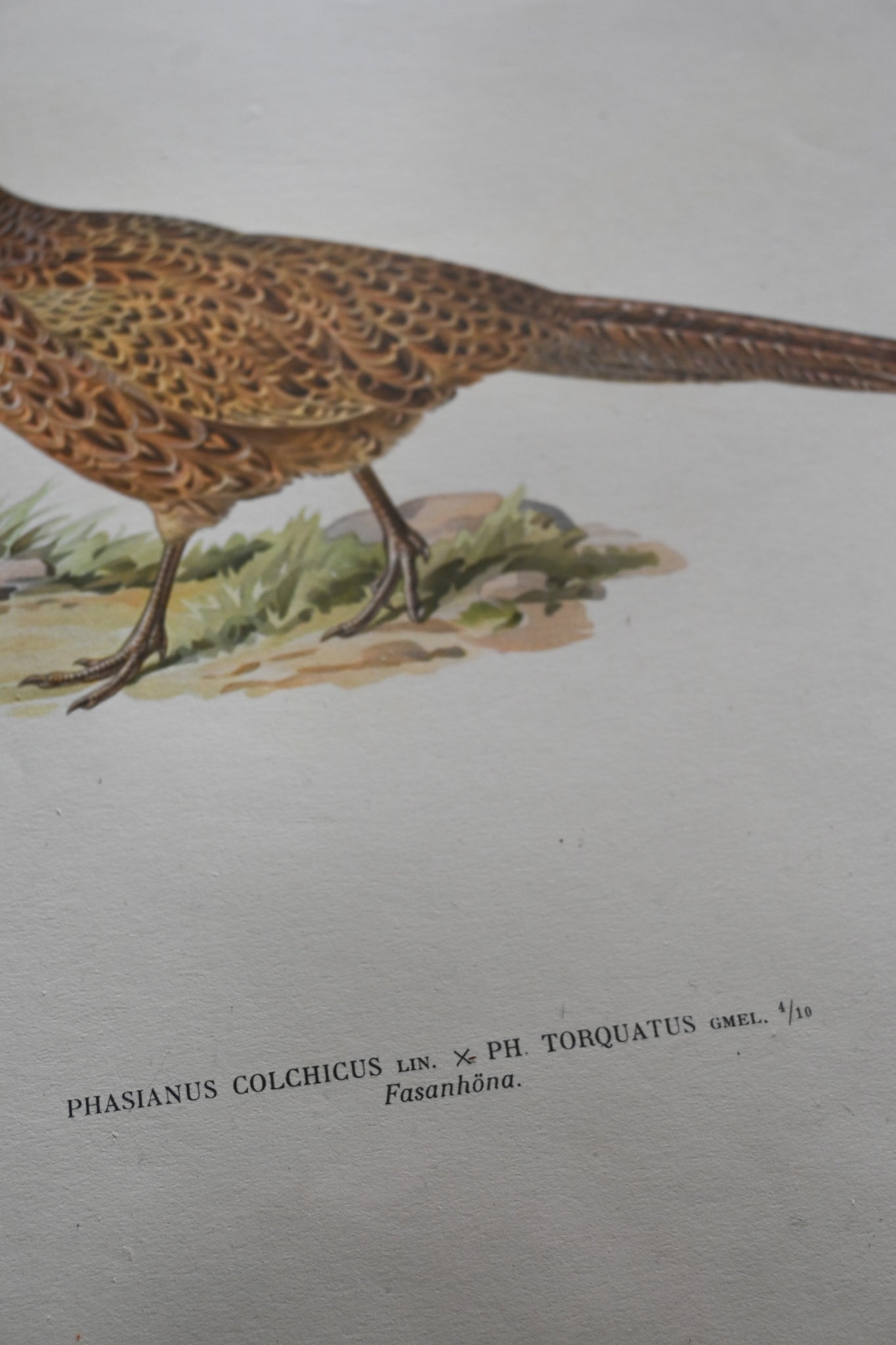 Litografi Svenska Fåglar