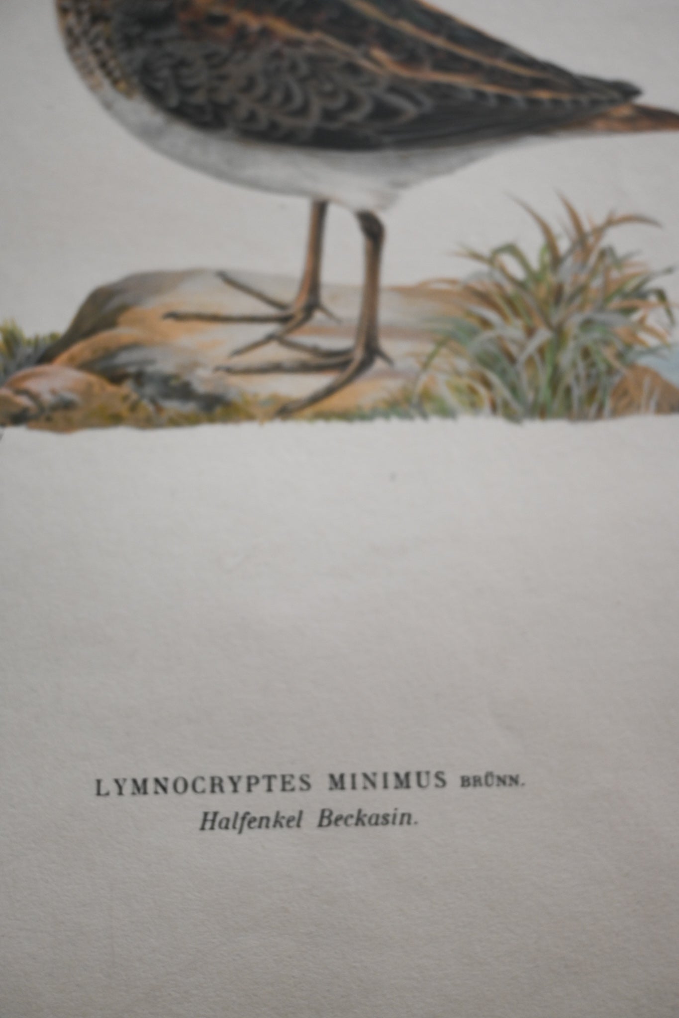 Litografi Svenska Fåglar