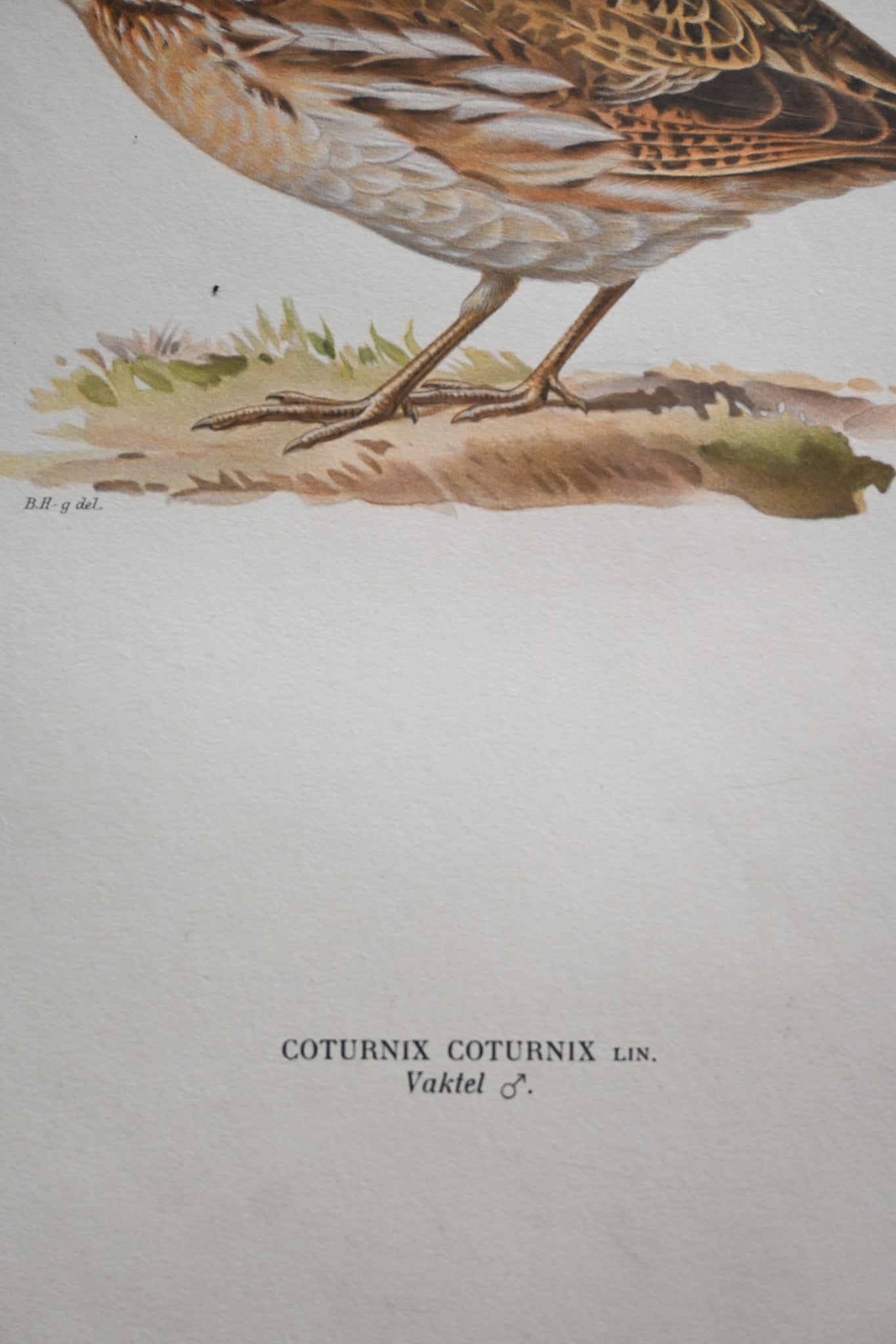 Litografi Svenska Fåglar